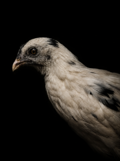 B7EDEEB5-E088-4187-905E-289B982DFAAB.PNG