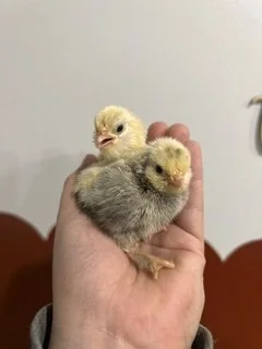 Bantam Party Pen