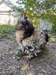 Frizzle