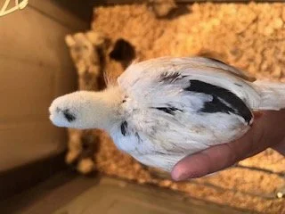 BC1 Zombie and Ayam Cemani pen