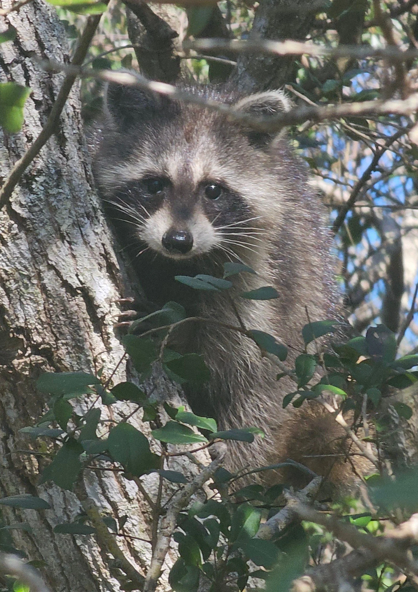 A raccoon peeking out from behind tree branches and leaves in a wooded area.