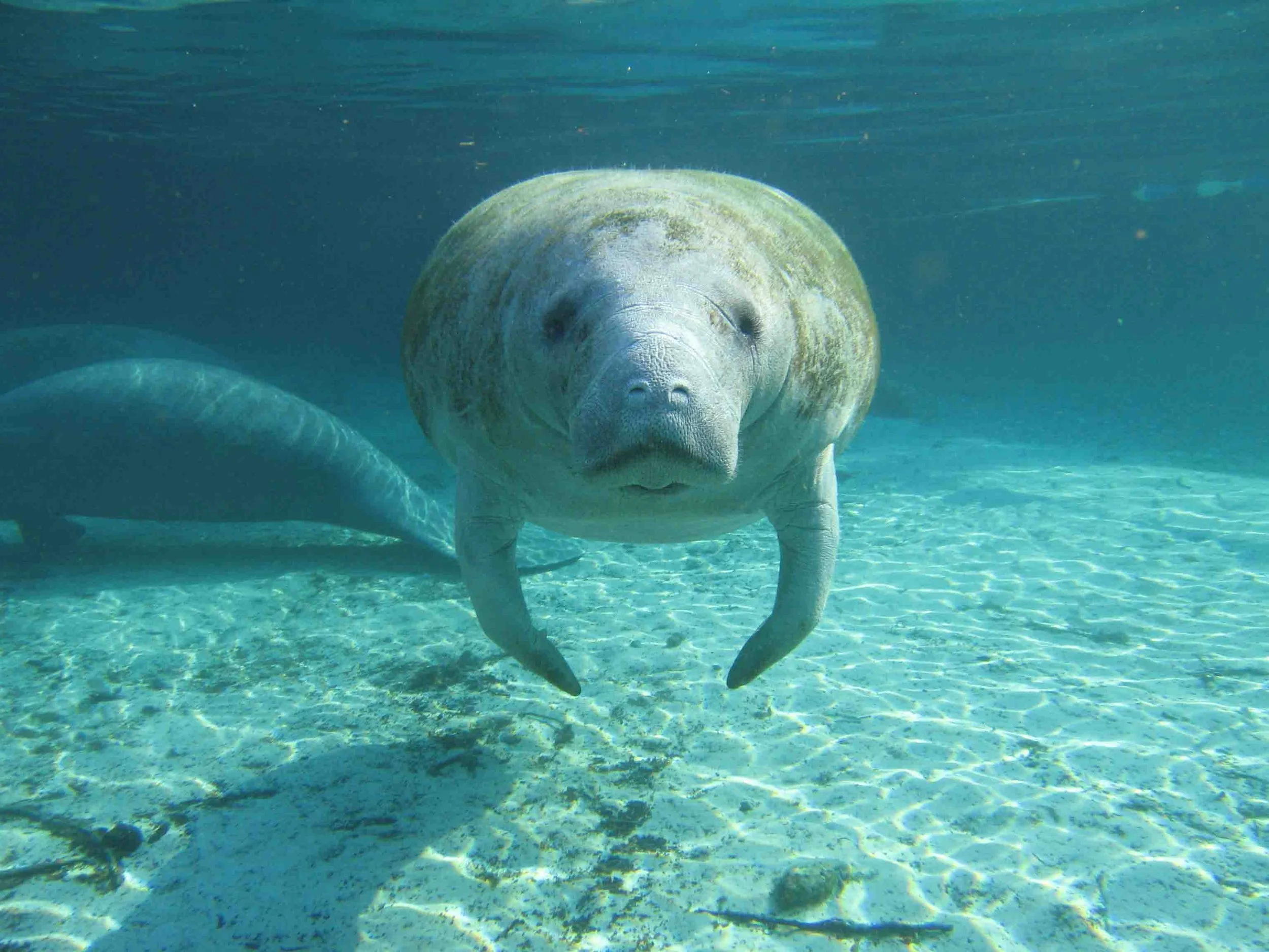 An underwater view of a large, pale-colored fish with a rounded body, small eyes, and a broad, flat head swimming near the sandy bottom of the ocean.