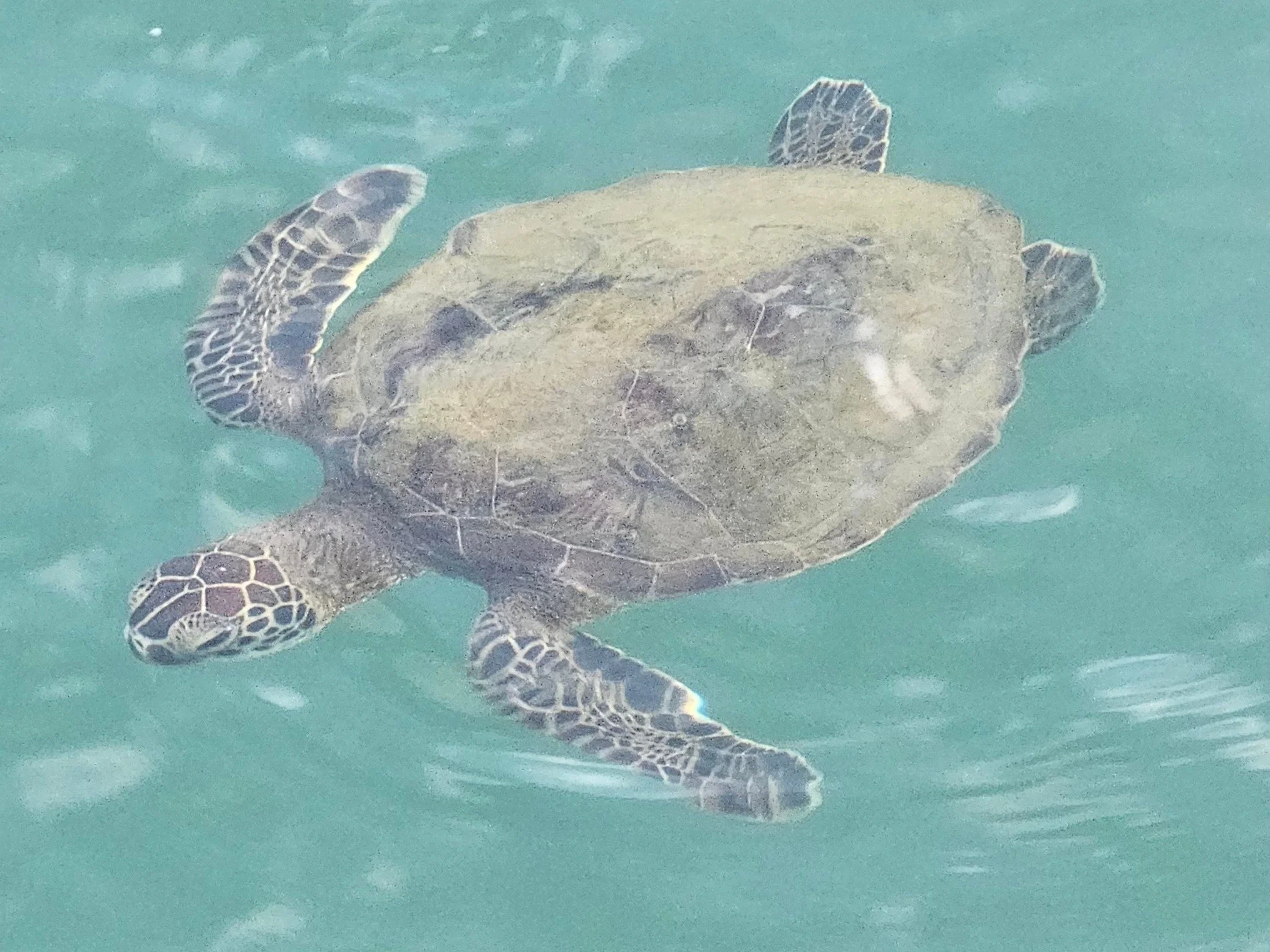 A sea turtle swimming underwater near a rock or coral formation.