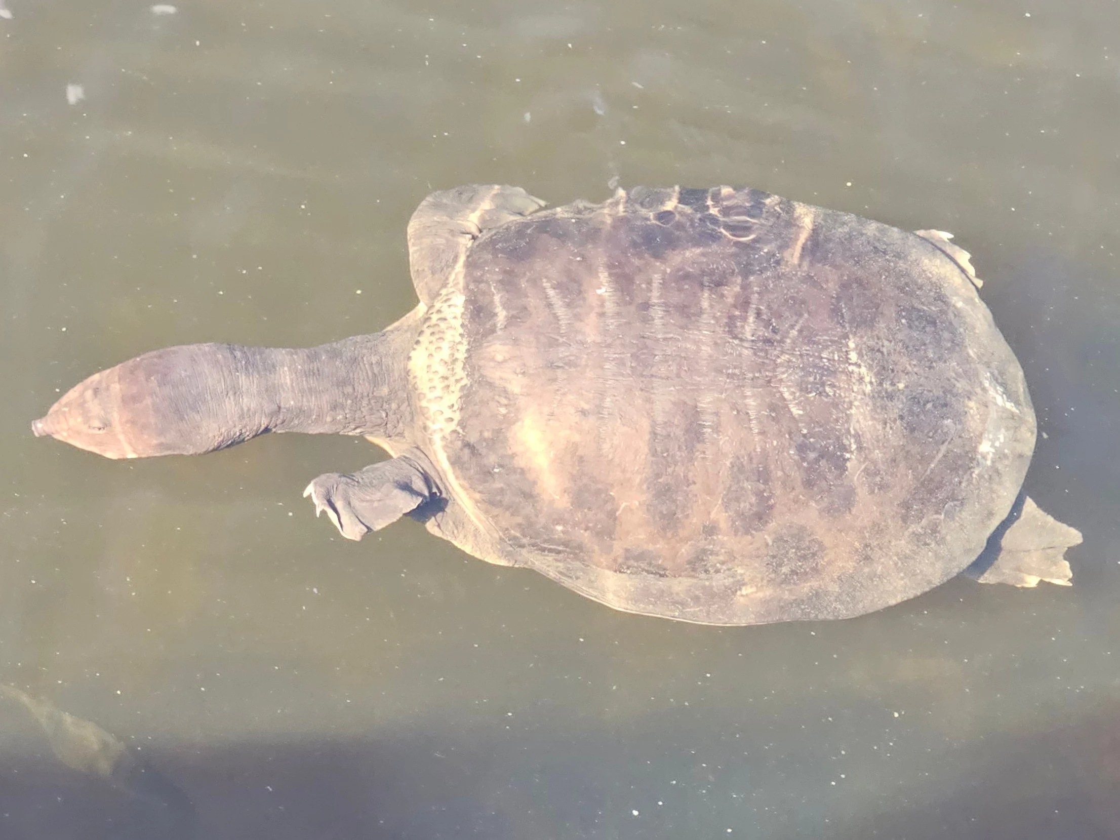 A large alligator or crocodile floating on murky water, with only its back and snout visible.