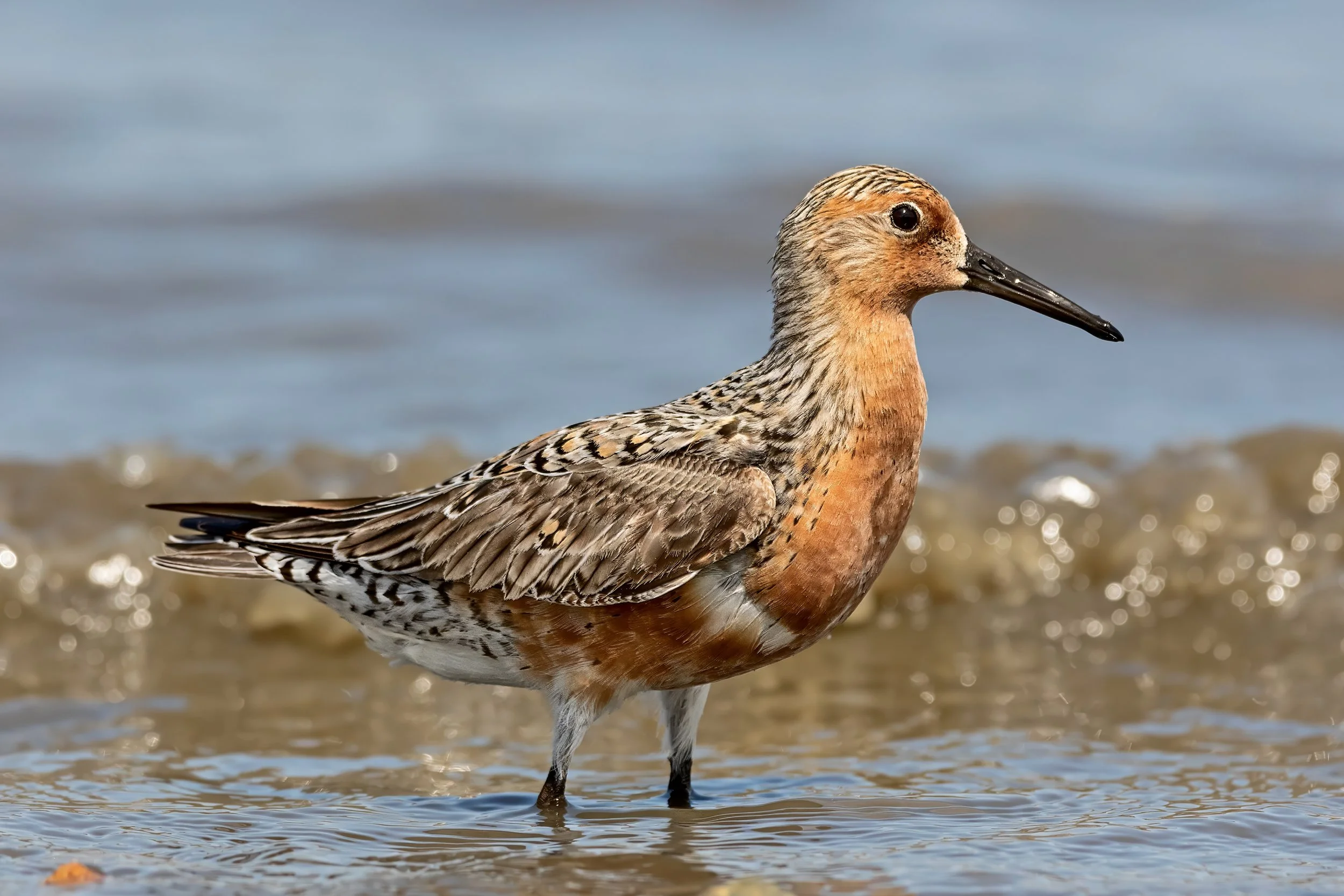 A shorebird standing in shallow water with a blurred ocean background.