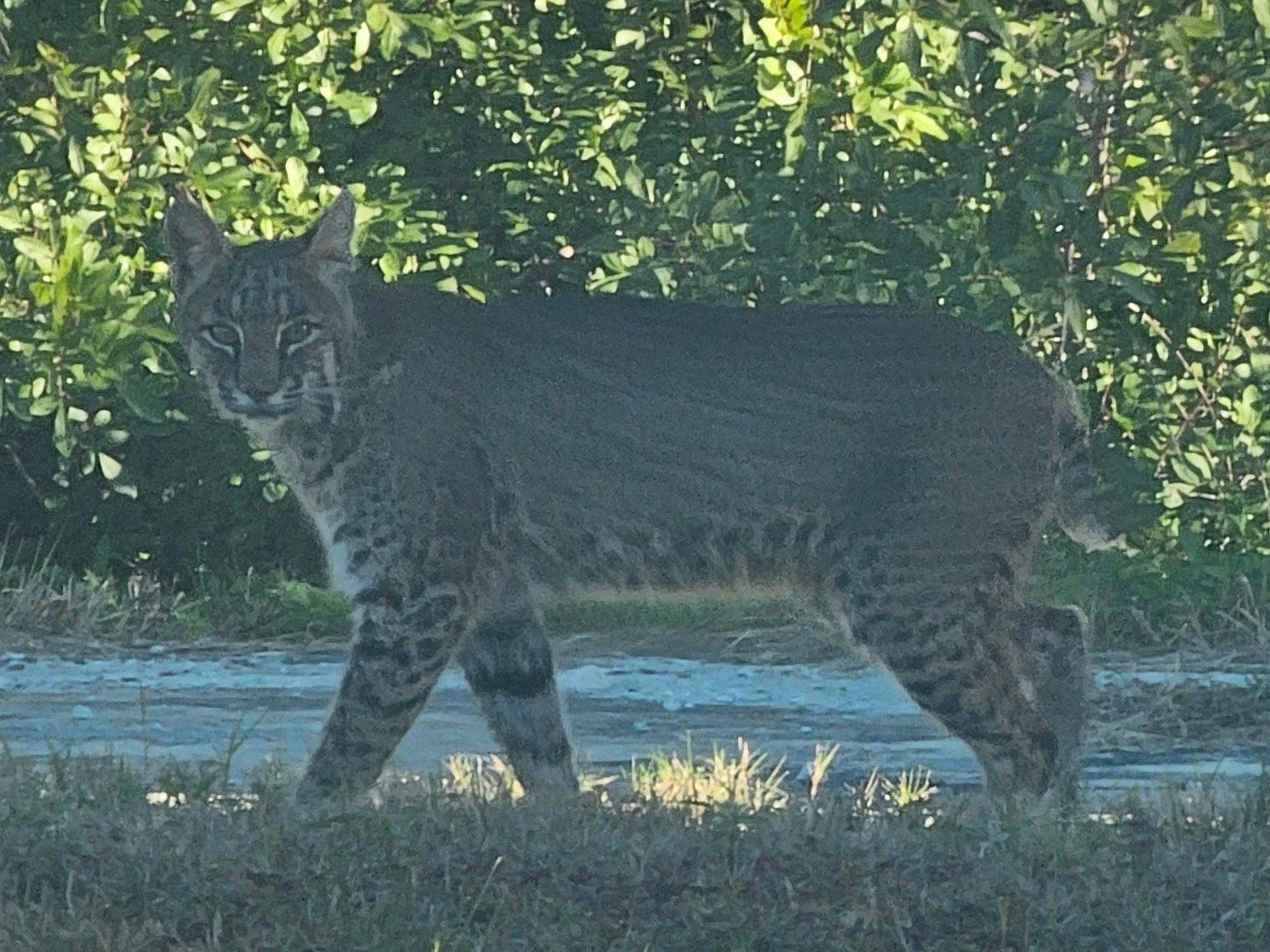 A bobcat walking through a grassy area near a body of water, with green foliage in the background.