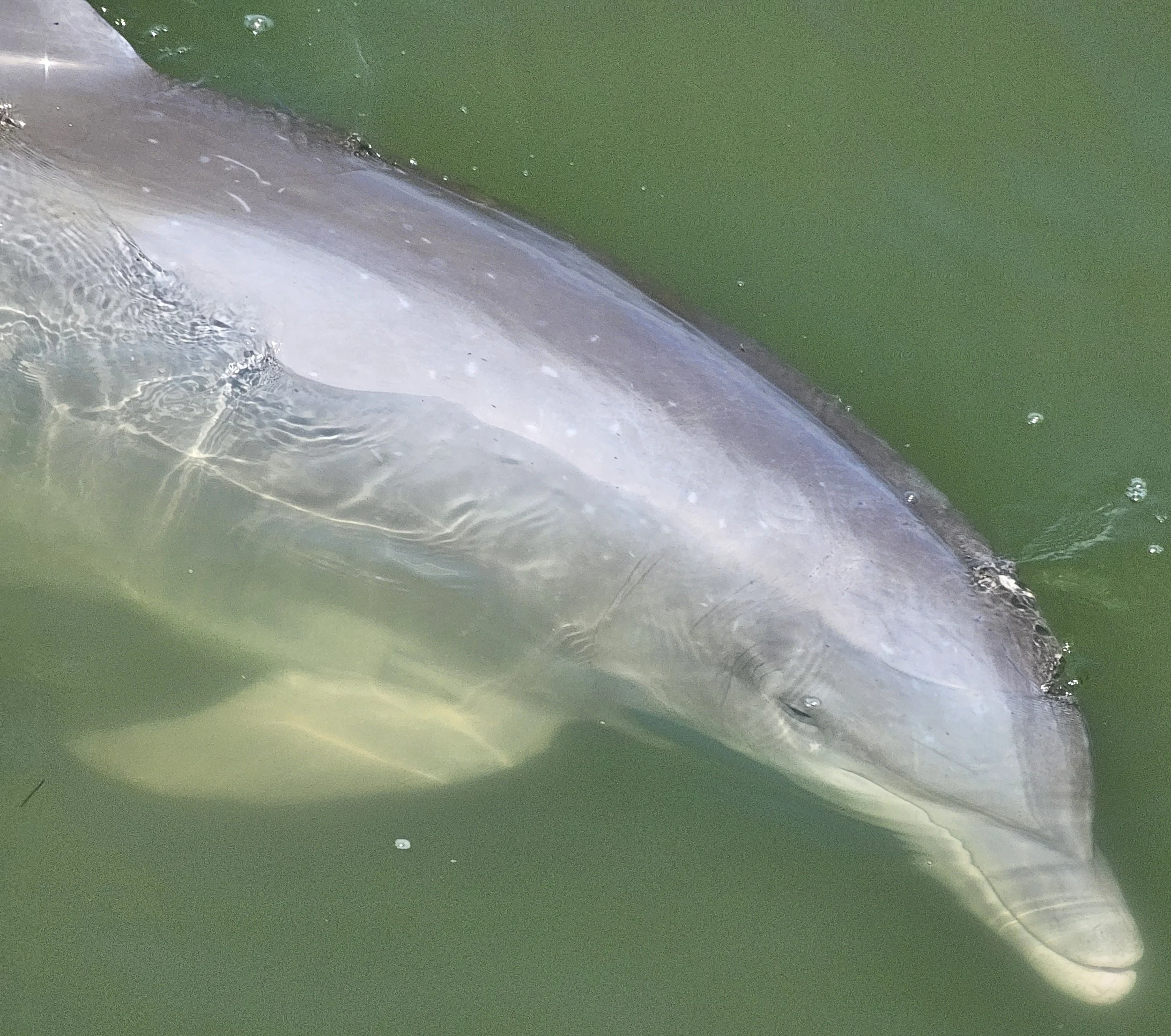 Close-up of a whale breaking the water surface with a splash.