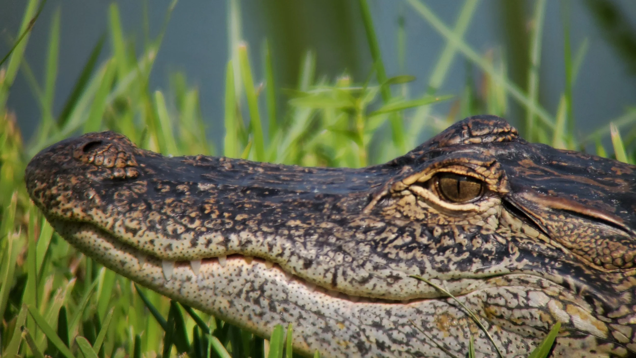 A close-up of a crocodile's head among green grass and water, showing its textured, dark brown and gray skin and sharp teeth.