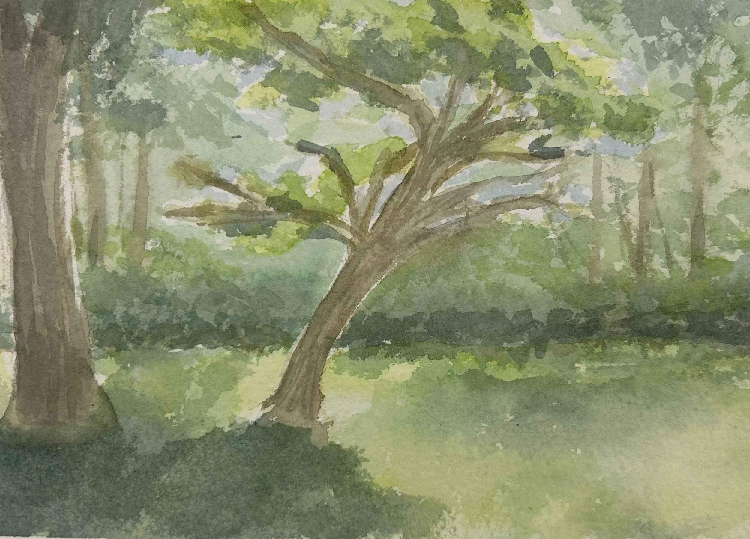 The Lone Tree