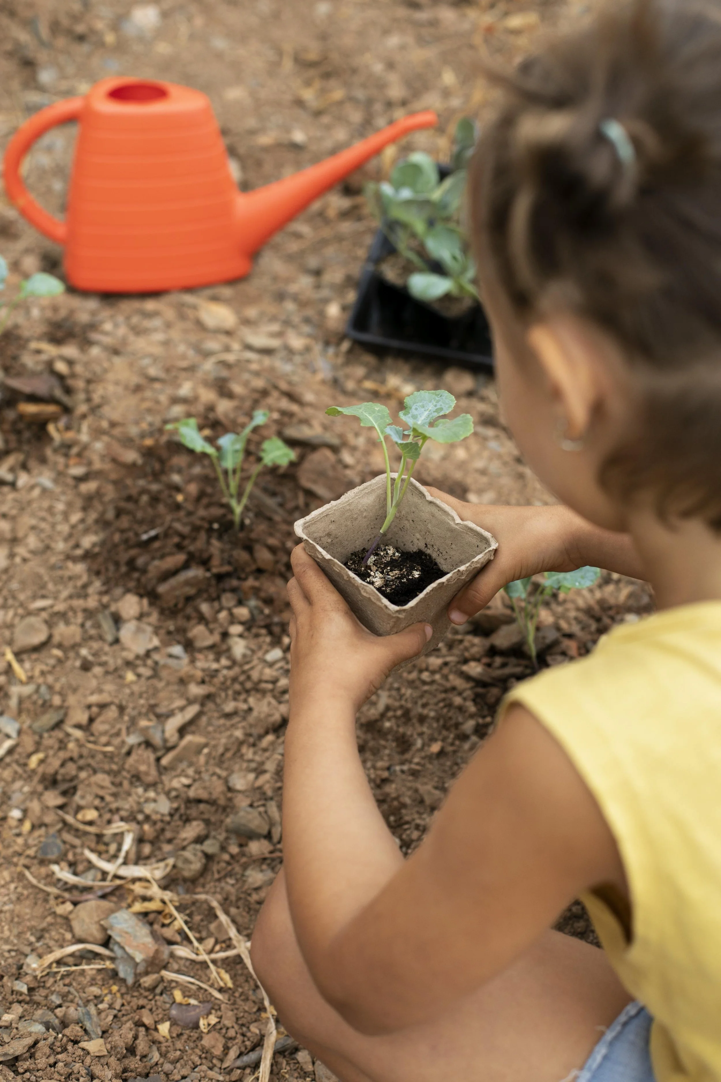 🌱 Tiny Garden Co. Family Sprout Box