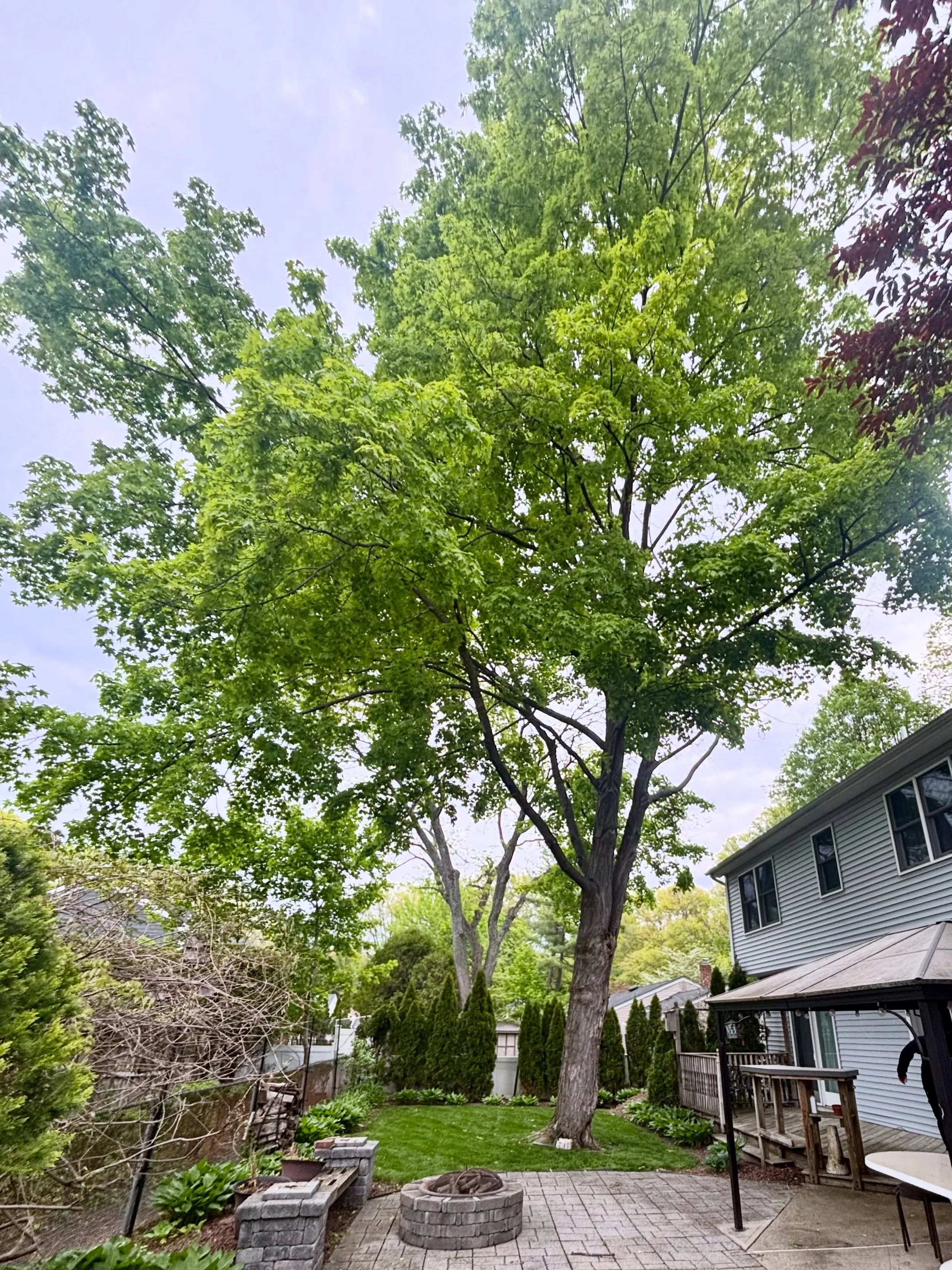 Removing this maple tree that had some rotten wood on the trunk the homeowner was concerned about. Rigged it down in a tight area and got it done safely and efficiently.

#BigOakTreeService #Ramsey #NJ
#NJTreeService #BergenCounty