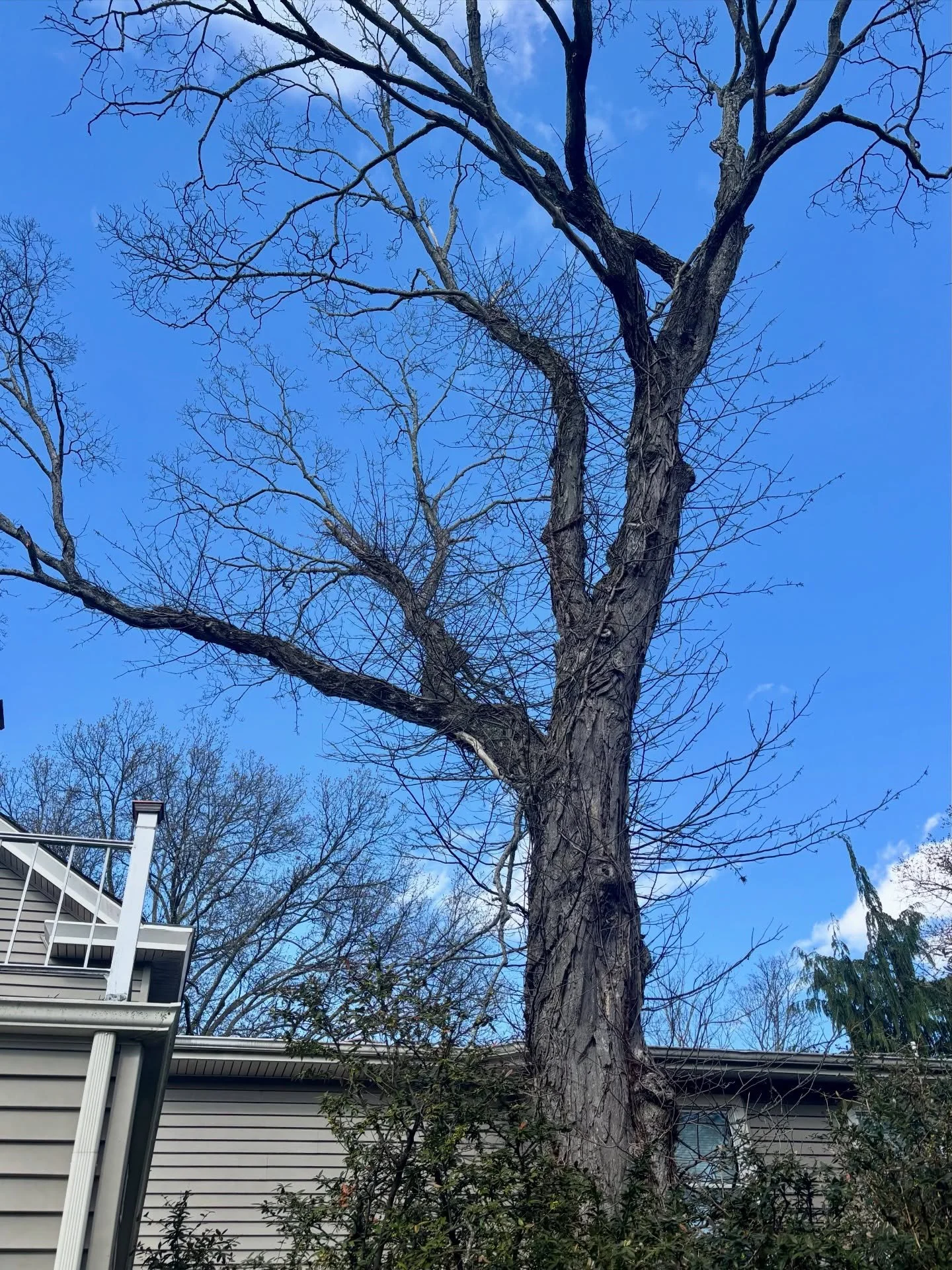 Removing this big, diseased maple tree covered in poison ivy wasn&rsquo;t a fun job, but we got it done.

#BigOakTreeService #NJTreeService 
#NJTreeRemoval #GlenRockNJ