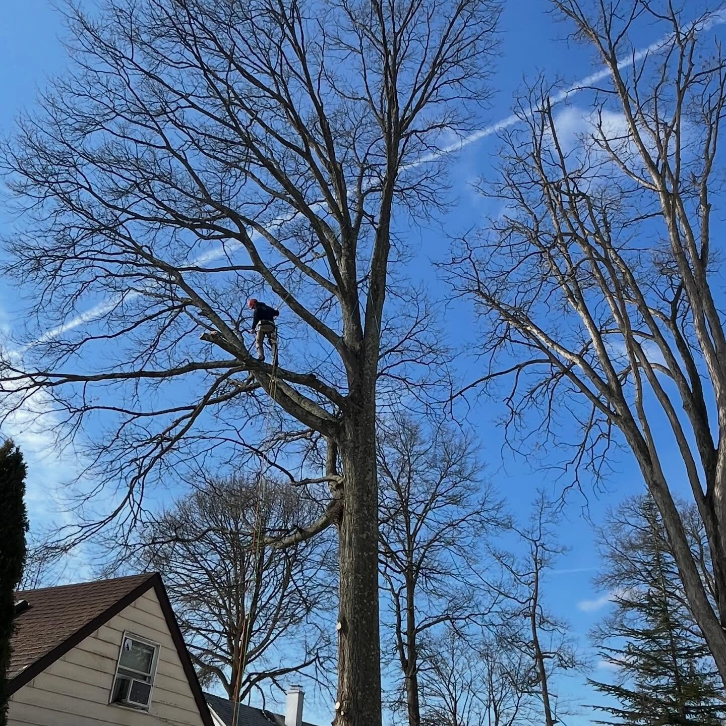 Trimming some damaged limbs from the winter storms we had on this big oak tree to keep her nice and healthy. If you have any damaged or broken limbs, you can reach out to me at any time.

#BigOakTreeService #NJTreeService
#Waldwick #BergenCounty #NJ