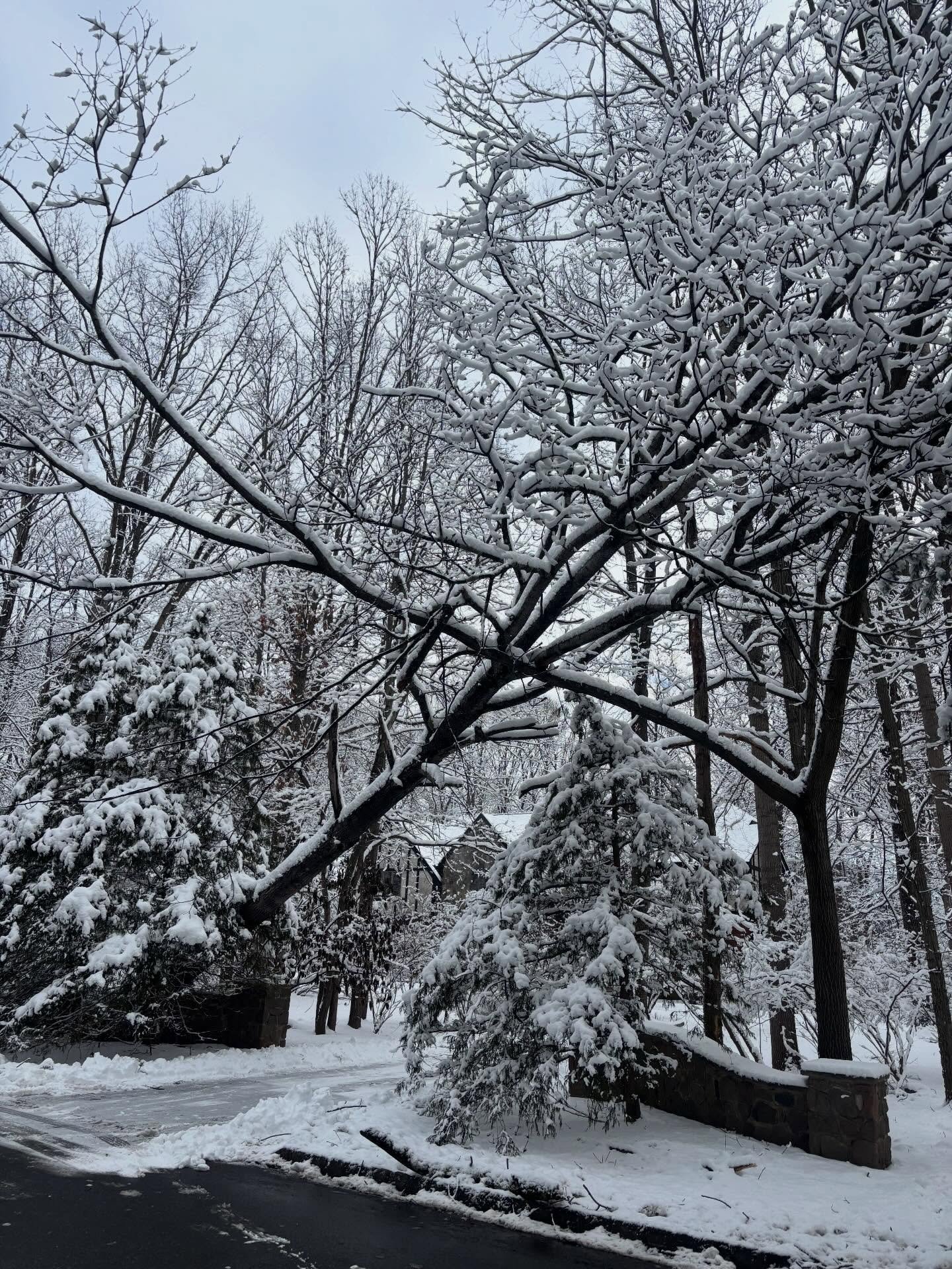 These photos are from the last snowstorm we had. With more heavy, wet snow moving in, branches can break and trees can come down. If the storm leaves you with any damage, feel free to reach out at any time. I&rsquo;m here to help with anything tree-r