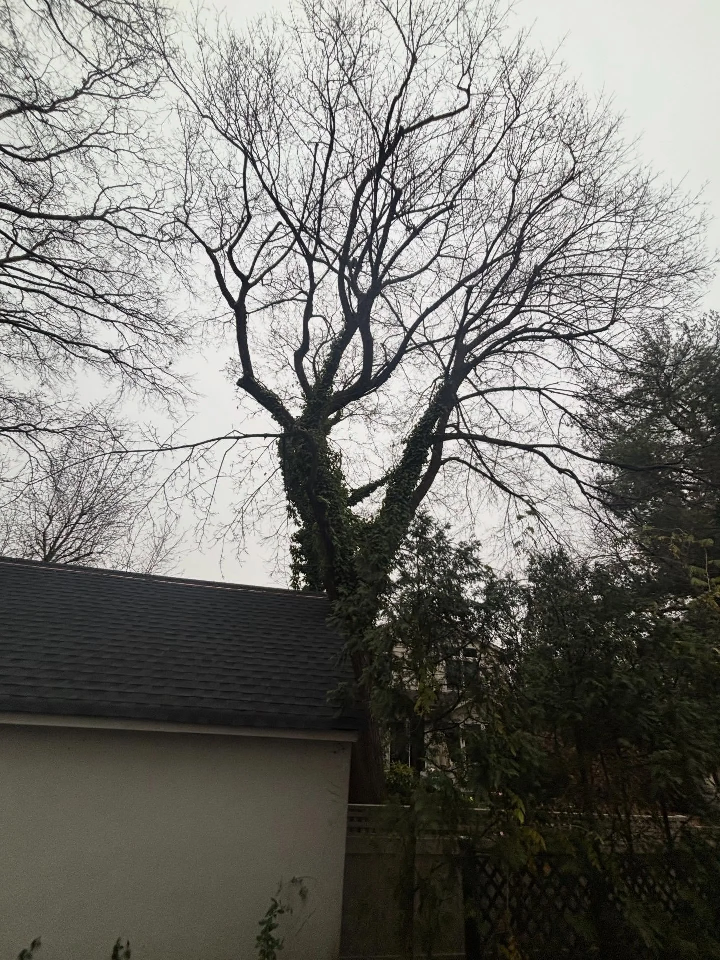 Safely removed this maple tree that was growing into the neighbor&rsquo;s garage before it caused any major structural damage.
