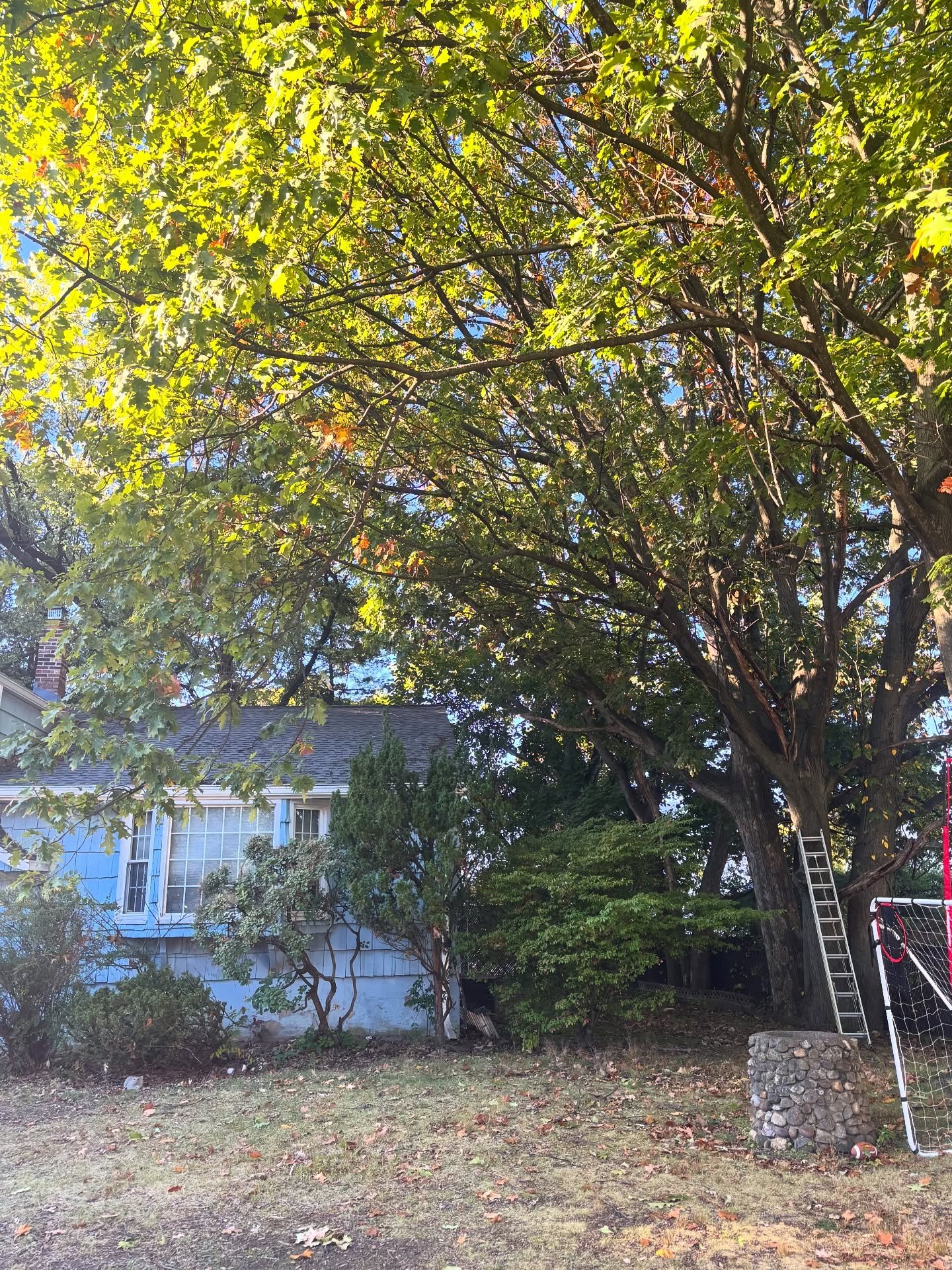 Trimming this oak tree off a customer&rsquo;s roof to keep the tree healthy and the homeowner feeling safe. 🌳