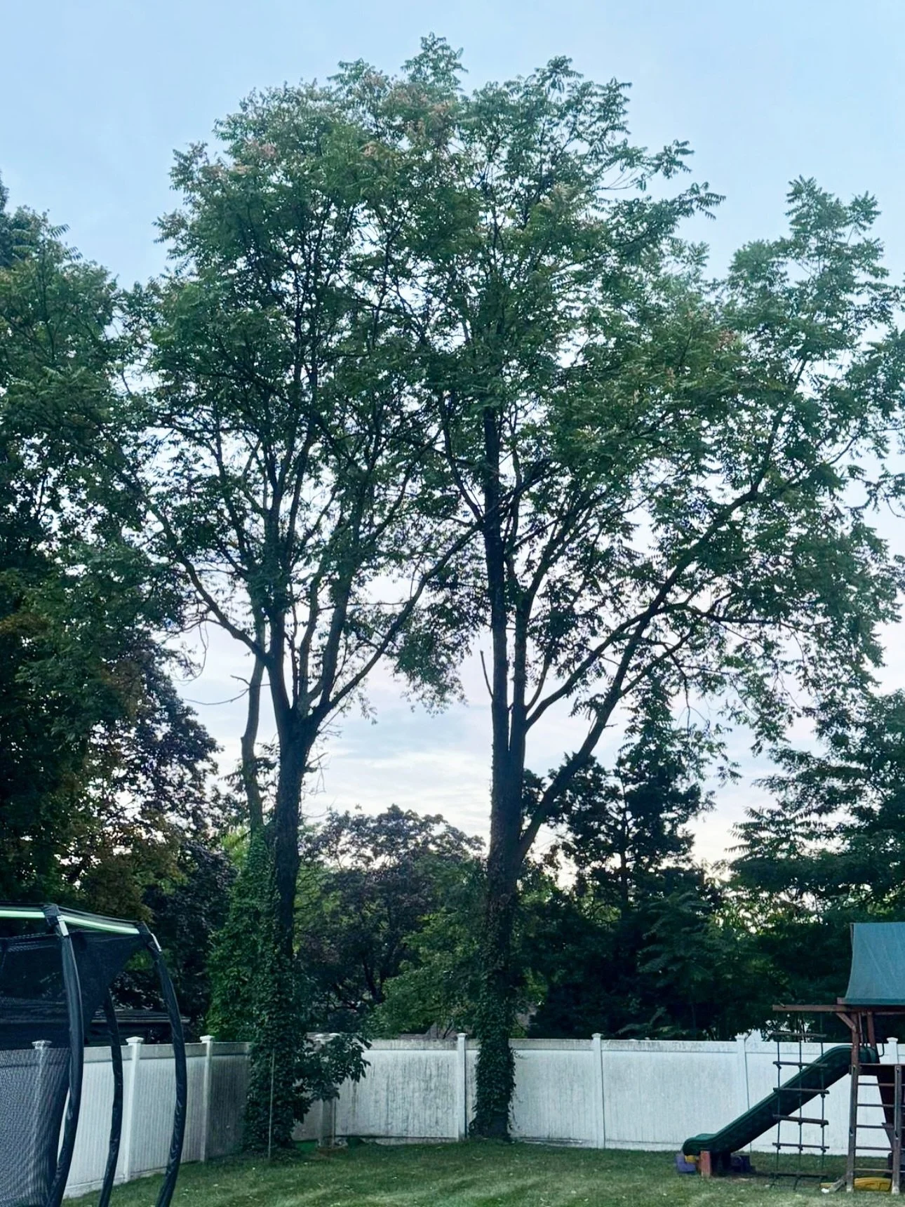 Took down two tree of heaven trees in Paramus. Despite the name, these invasive trees spread quickly and attract pests such as the spotted lanternfly, which leave sticky stains on nearby surfaces like this fence.

#BigOakTreeService #Paramus #Norther