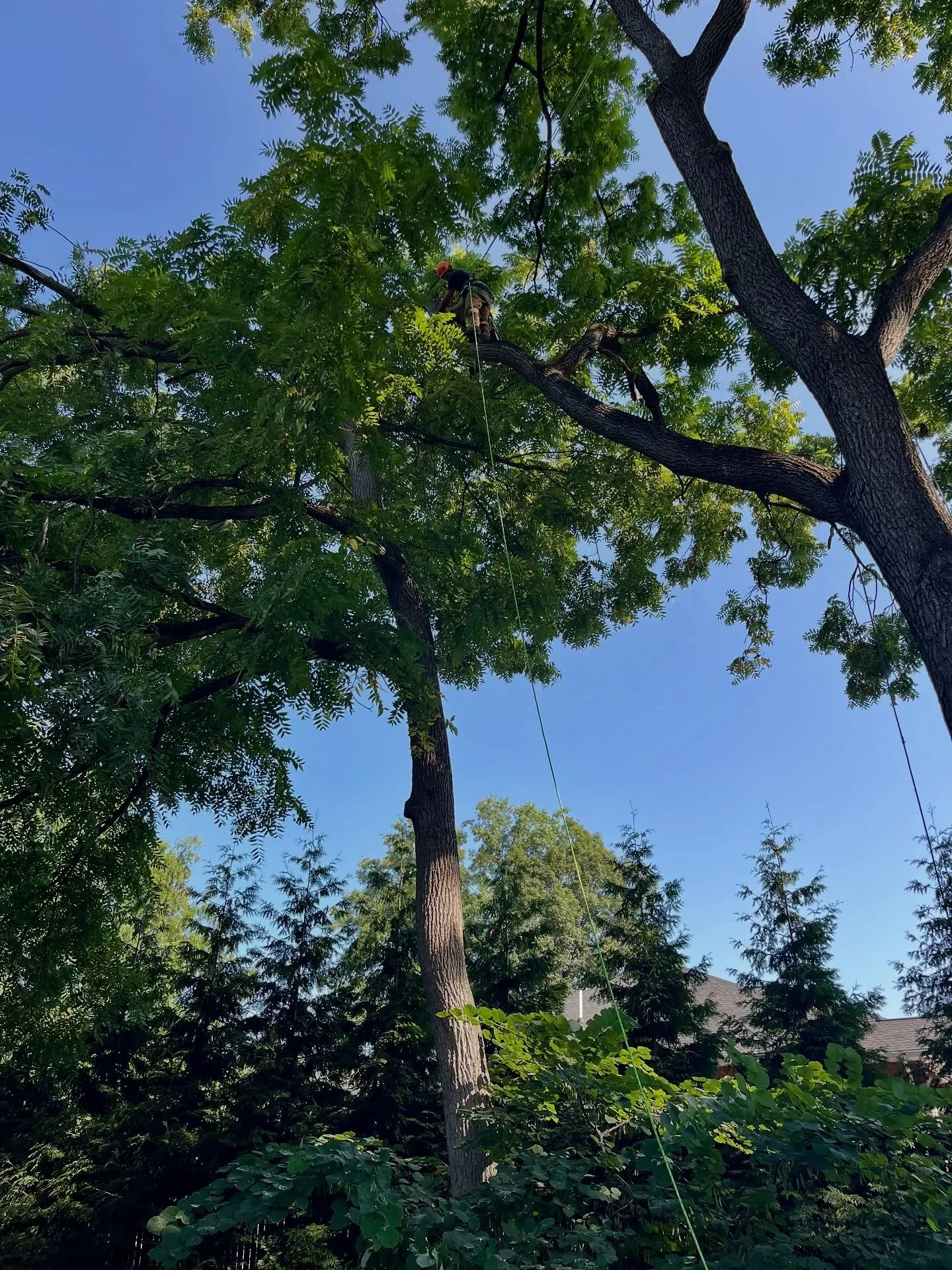 Removing old storm-damaged limbs and dead wood from this black walnut tree to keep it healthy.

#BigOakTreeService #WaldwickNJ #BergenCounty
#NorthernNJ #NJ #NJTreeService #NJTreeRemoval