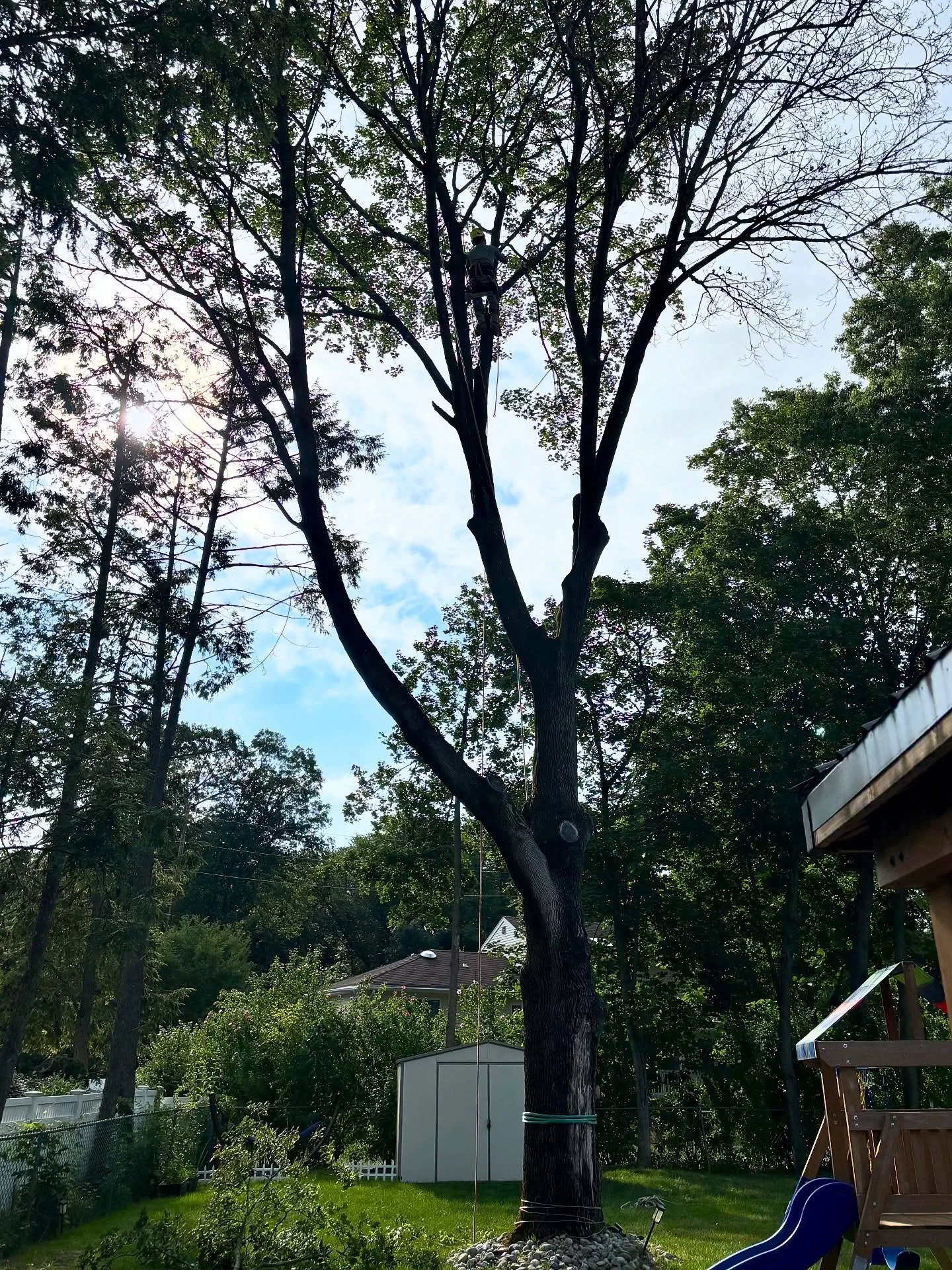 Safely removed a dying maple tree that was hanging over the homeowners&rsquo; kids play area.

👉 If you&rsquo;re looking for seasoned, quality firewood, get in touch with me or Mikey Godleski at Skie&rsquo;s Garden Center in Paramus @therealmikeyg_

