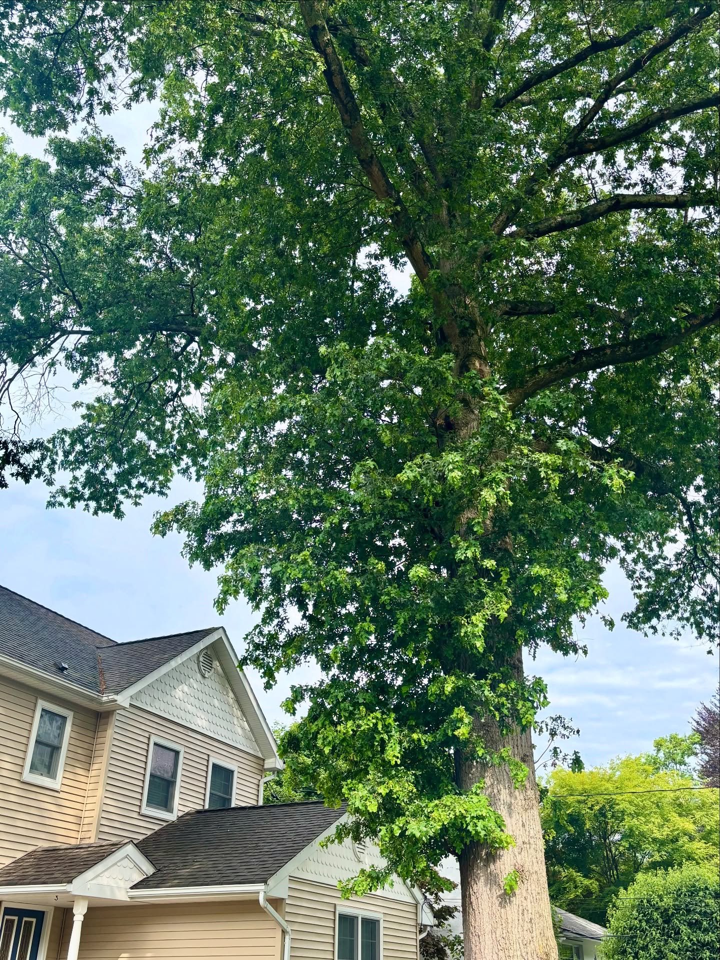 Trimming suckers and dead wood from these big oak trees to keep them healthy and looking nice. Swipe to see the before and afters. 

#BigOakTreeService #NJTreeService #OaklandNJ #BergenCounty #NorthernNJ #NJTreeCompany