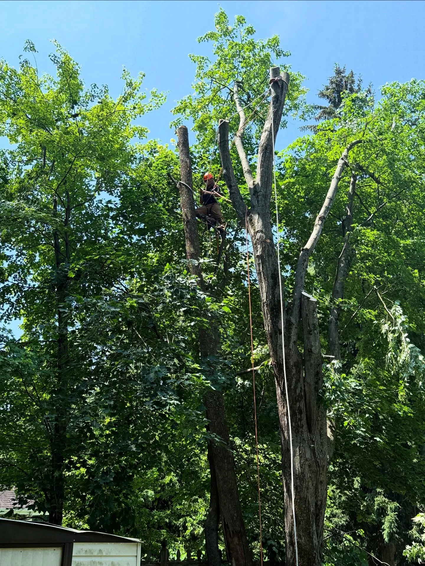 After clearing storm-damaged limbs from a maple tree, we used it to rig out a dead ash that wasn&rsquo;t safe to climb. 

#Waldwick #NorthernNJ #BigOakTreeService
#TreeRemovalNJ #TreeServiceNJ #BergenCounty