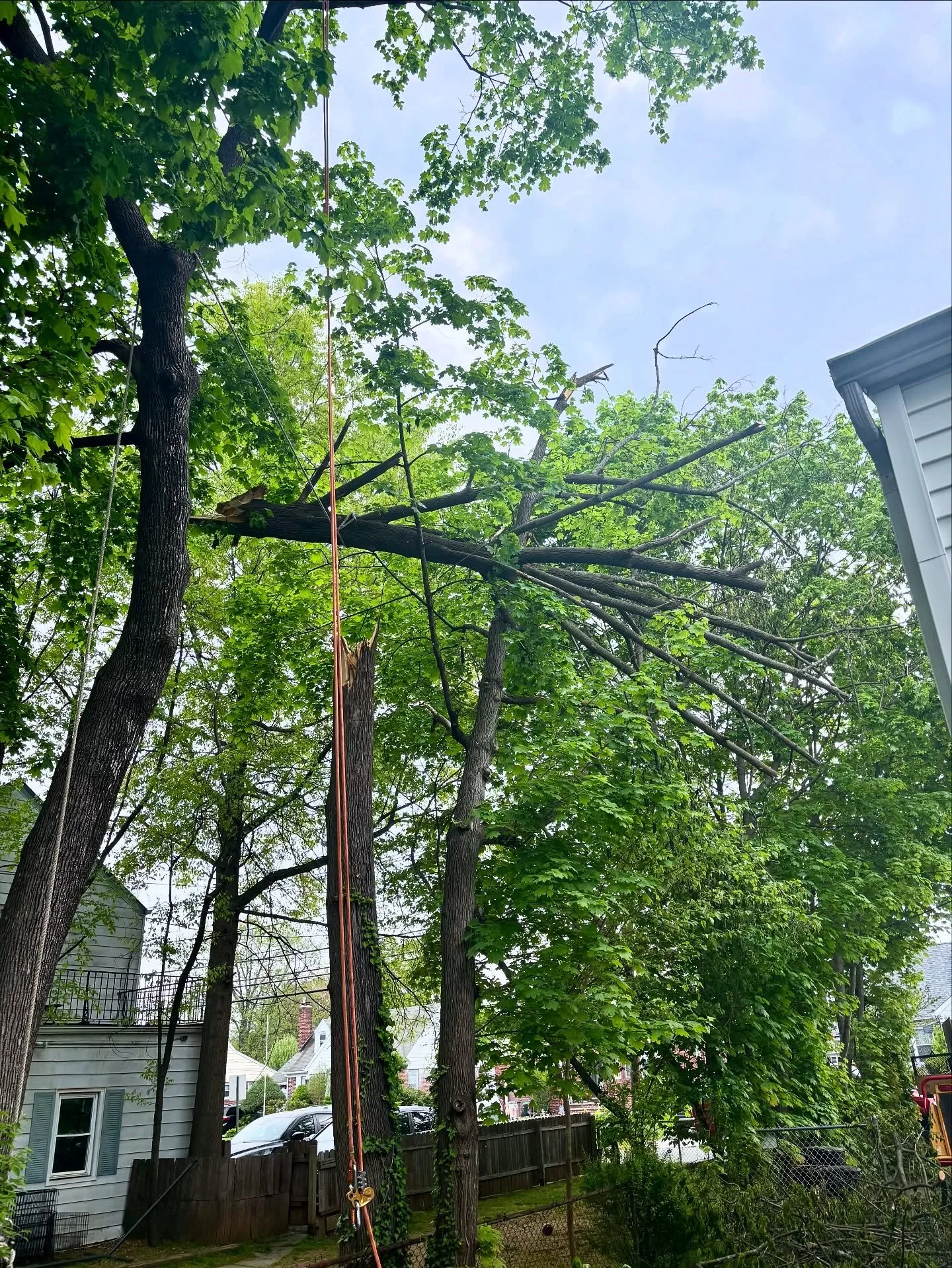 Got an emergency call for a maple tree that split in half and got wedged in the tree next to it. Rigged it up and brought it down safely.

#FairLawnNJ #BergenCounty #NewJersey #MapleTree #TreeRemovalNJ #TreeServiceNJ #BigOakTreeService