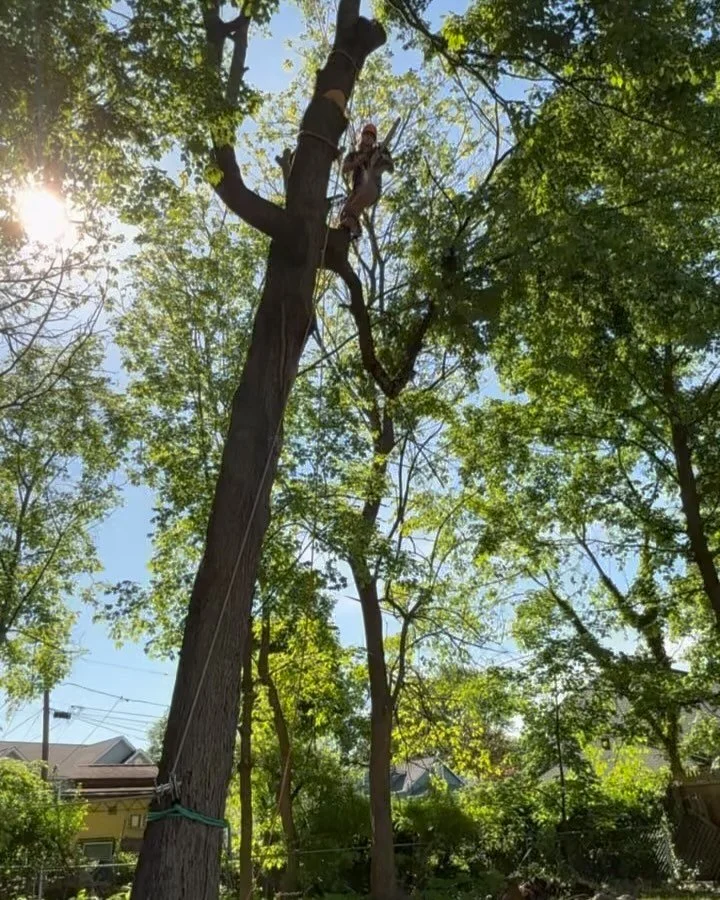 Removed a maple tree with hollow spots and rot to prevent future storm damage.

If you&rsquo;re looking for seasoned, quality firewood, get in touch with Mikey Godleski at Skie&rsquo;s Garden Center in Paramus. 👉 @therealmikeyg_

#TreeServiceNJ #Tre