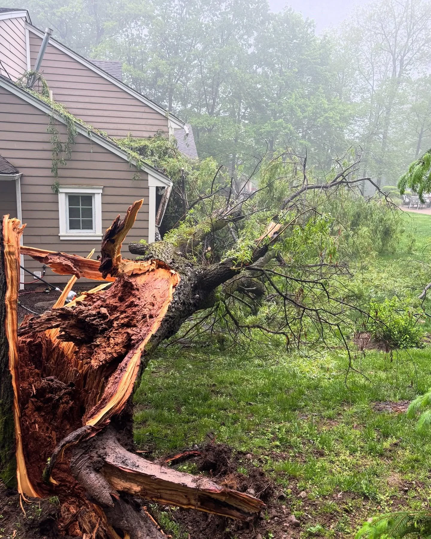 This willow tree came down during a storm and just skimmed the roof. It didn&rsquo;t cause too much damage, but we got it cleaned up today and hauled it off. 

We also managed to save the homeowners&rsquo; garden, and they were very happy. 🏡

#TreeR