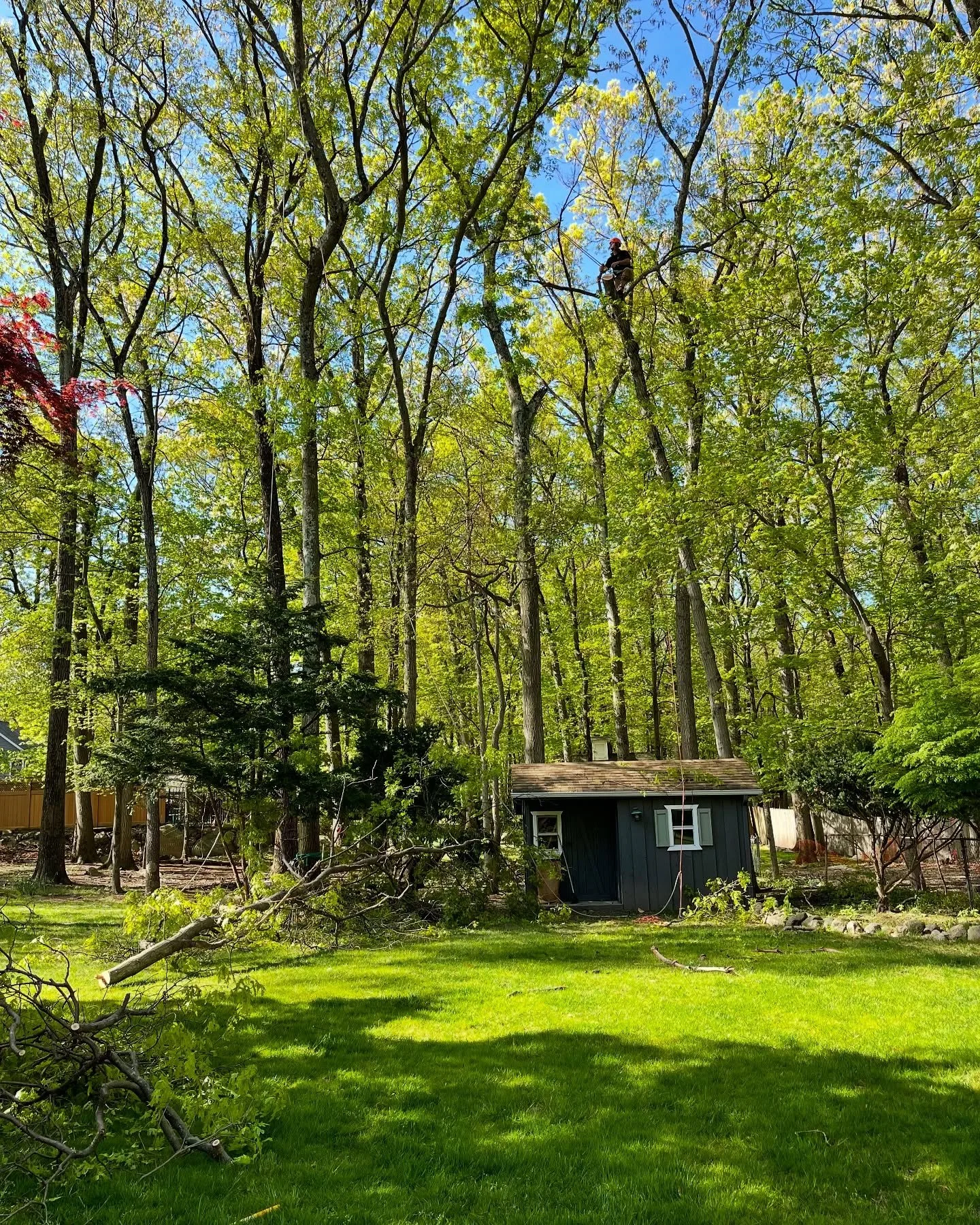 On the job today in Mahwah, NJ. We safely removed an oak tree that was leaning over a shed and kids&rsquo; play area. 🌳 

Also, a big thank you to everyone who followed us this past week. Your support means a lot!

#TreeRemovalNJ #OakTree #BigOakTre
