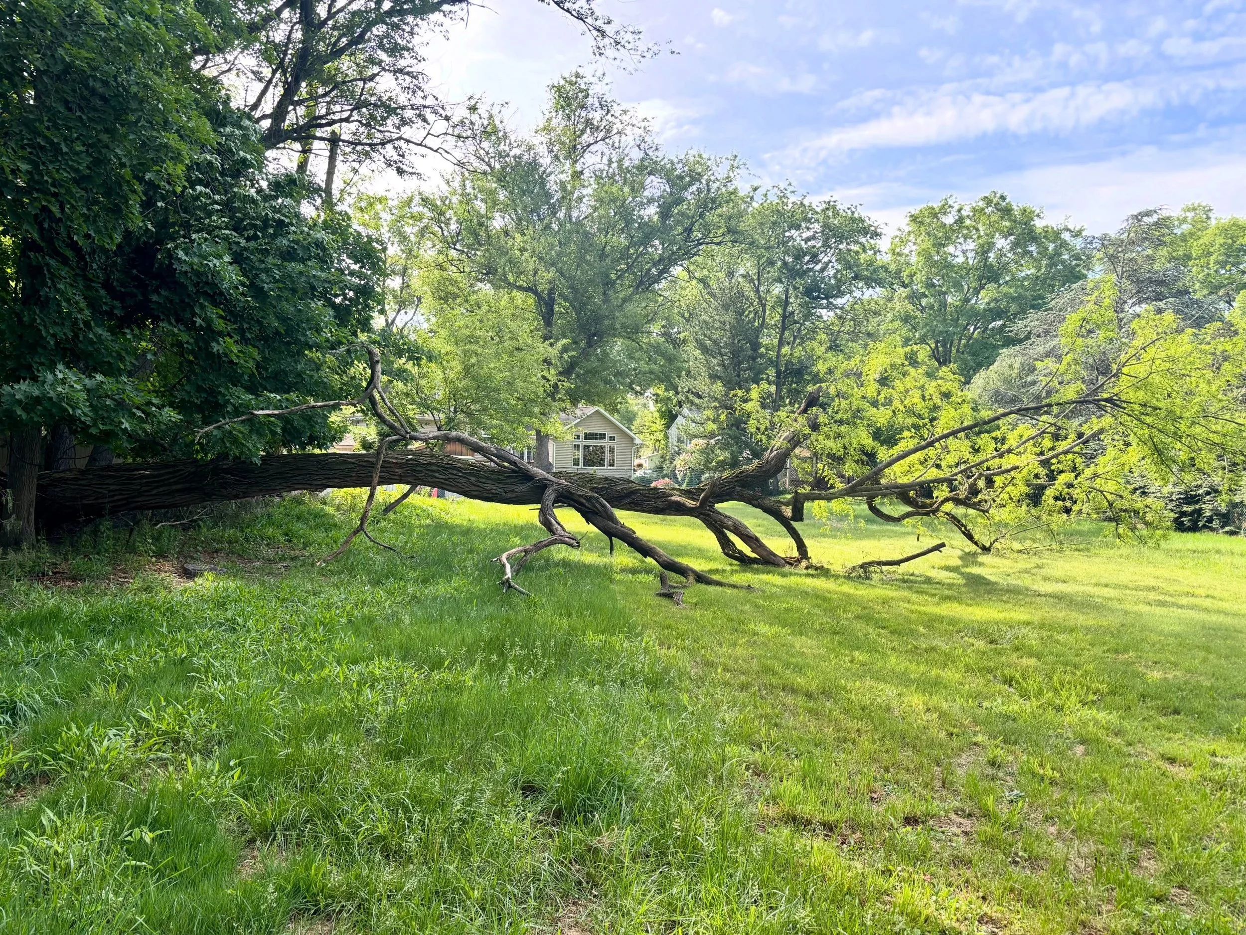 Cleaning up this locust tree that came down during last week&rsquo;s wind and rain, and after inspecting the stump I noticed signs of root rot that contributed to it falling over.

Reach out if you have any needs or concerns about your trees. 🏡 

#b