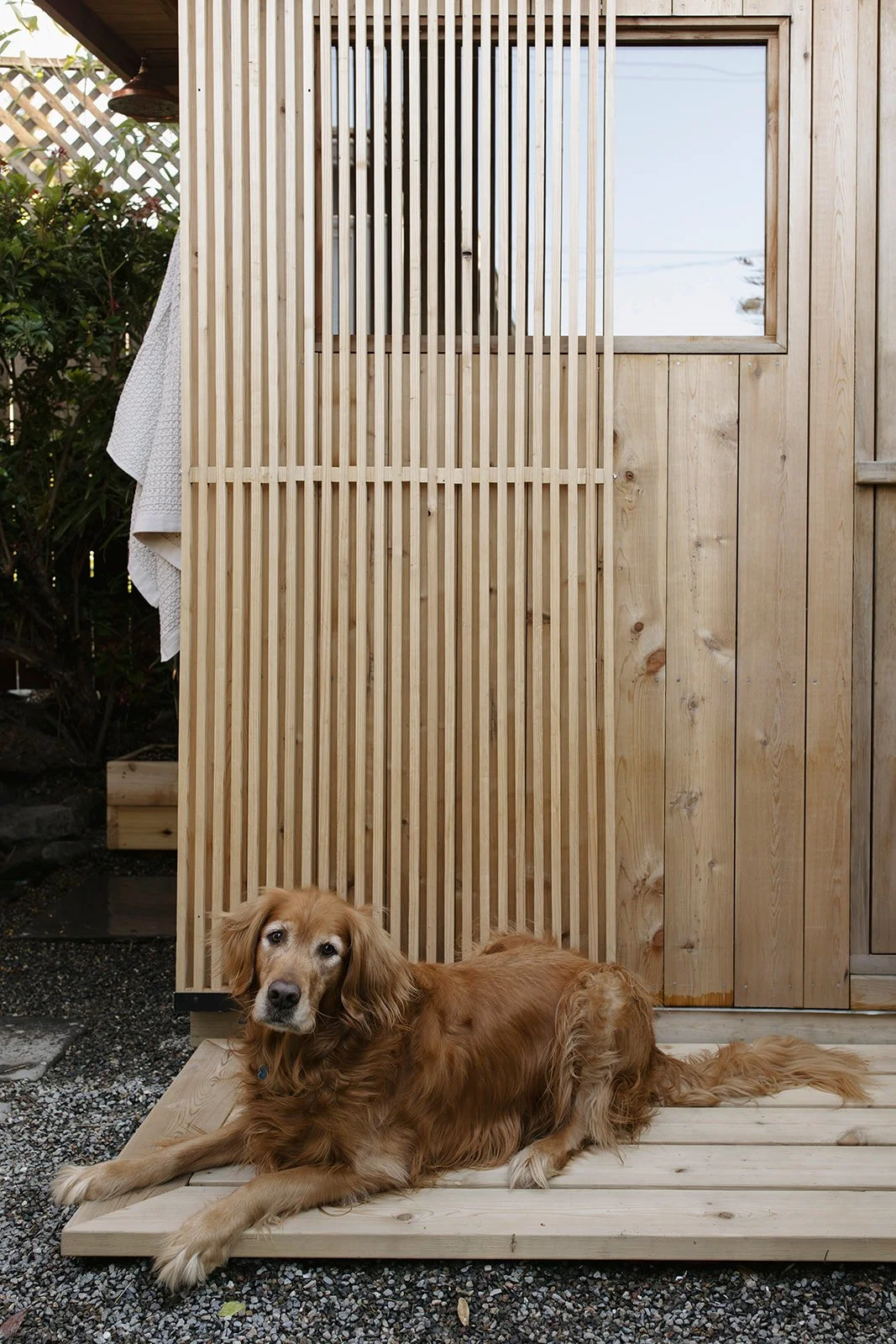 A golden retriever dog lying down on a wooden deck beside a wooden structure with vertical slats and a small window, with greenery and a towel hanging in the background.
