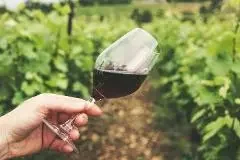 Hand holding a glass of red wine outdoors in a vineyard