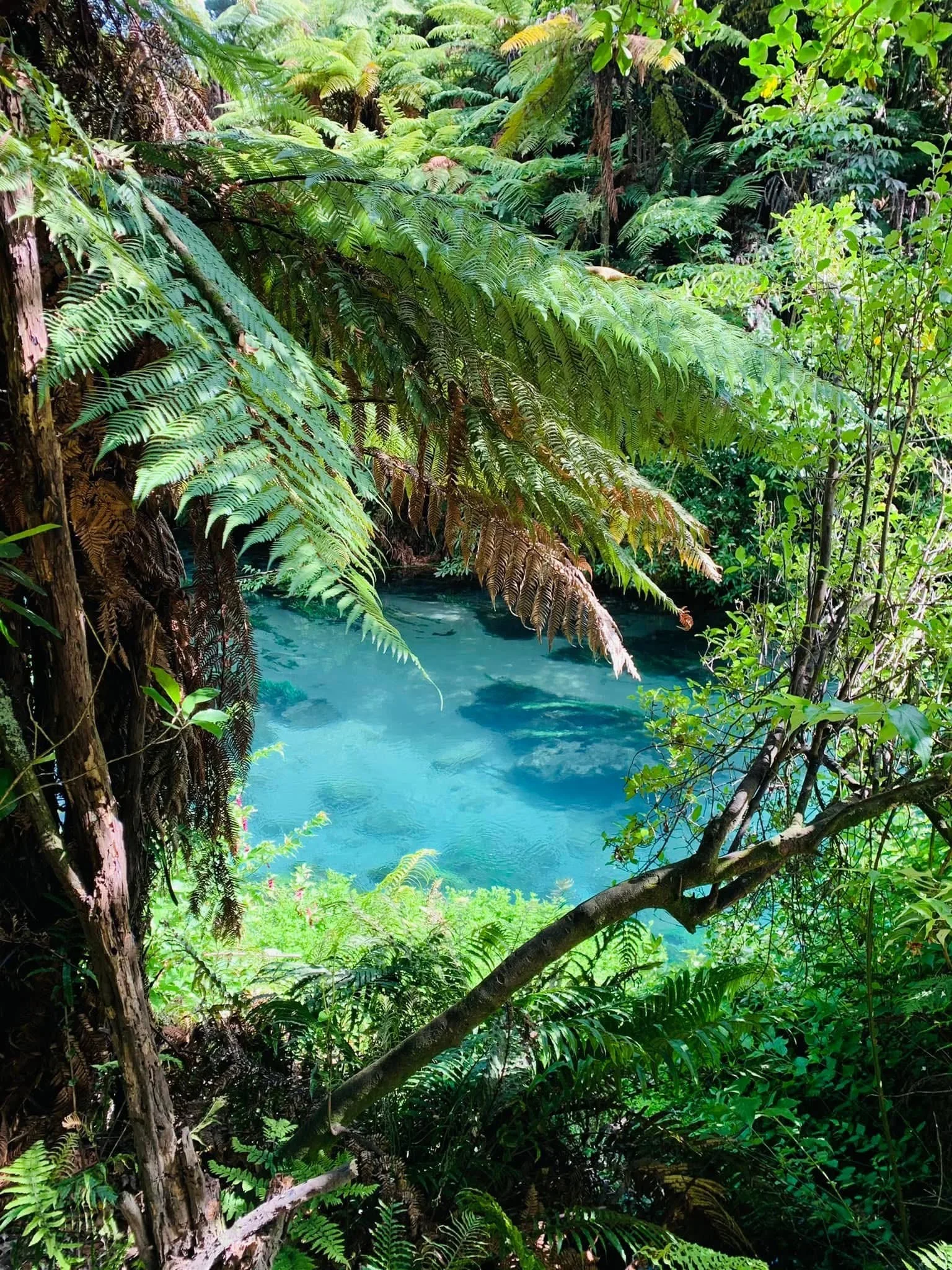A lush green rainforest scene with ferns and dense foliage surrounding a bright blue river or stream.