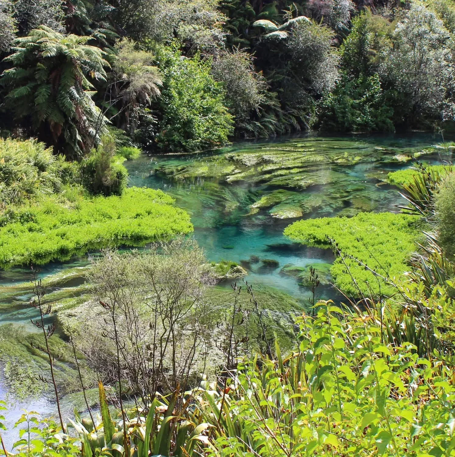 A lush, vibrant wetland with green plants, trees, and clear water with underwater vegetation.