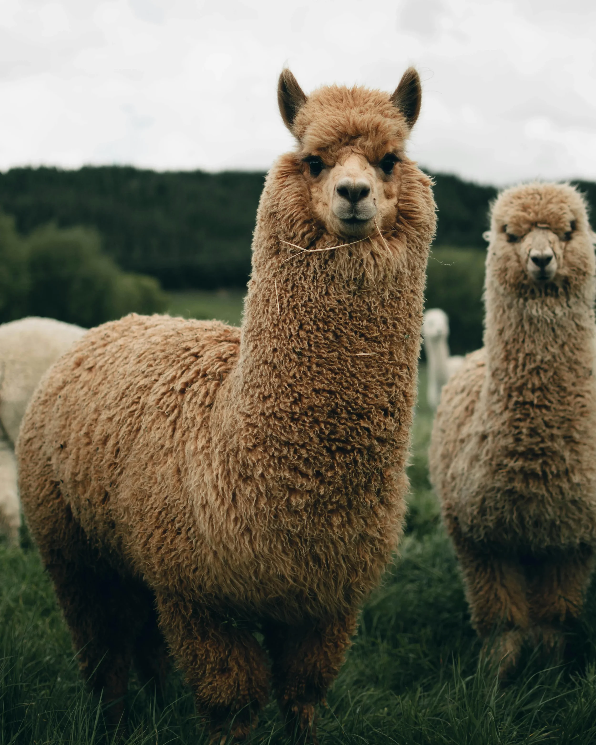 Close-up of a brown alpaca with curly wool standing in a grassy field, with other alpacas in the background under a cloudy sky.