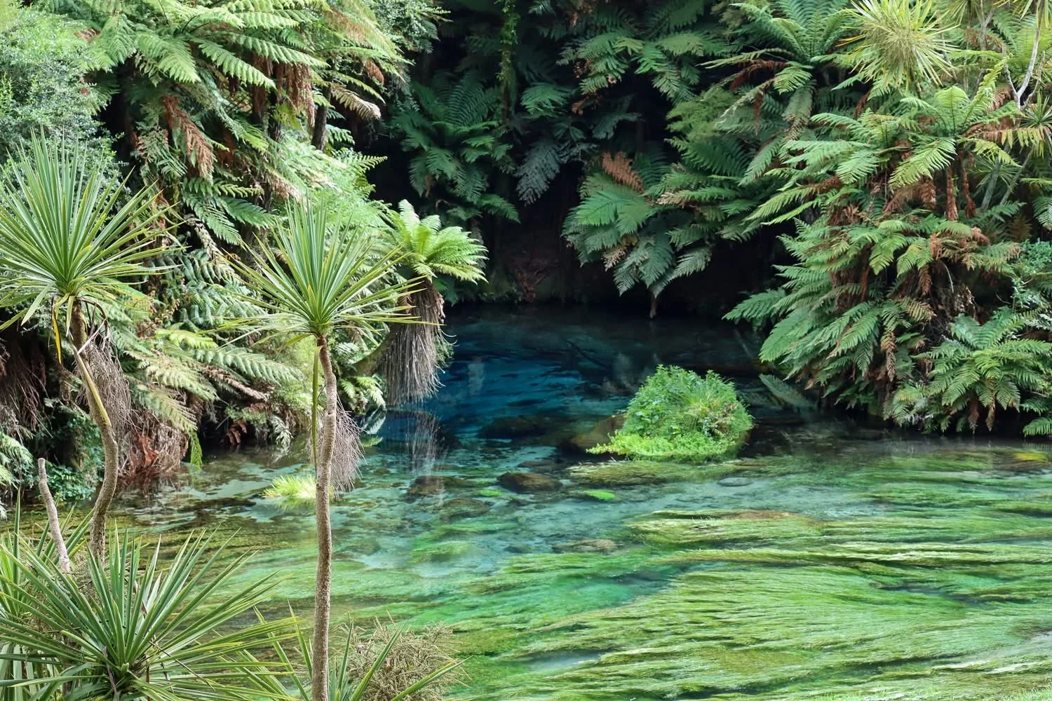 Lush green jungle with a small clear waterfall and tropical plants.