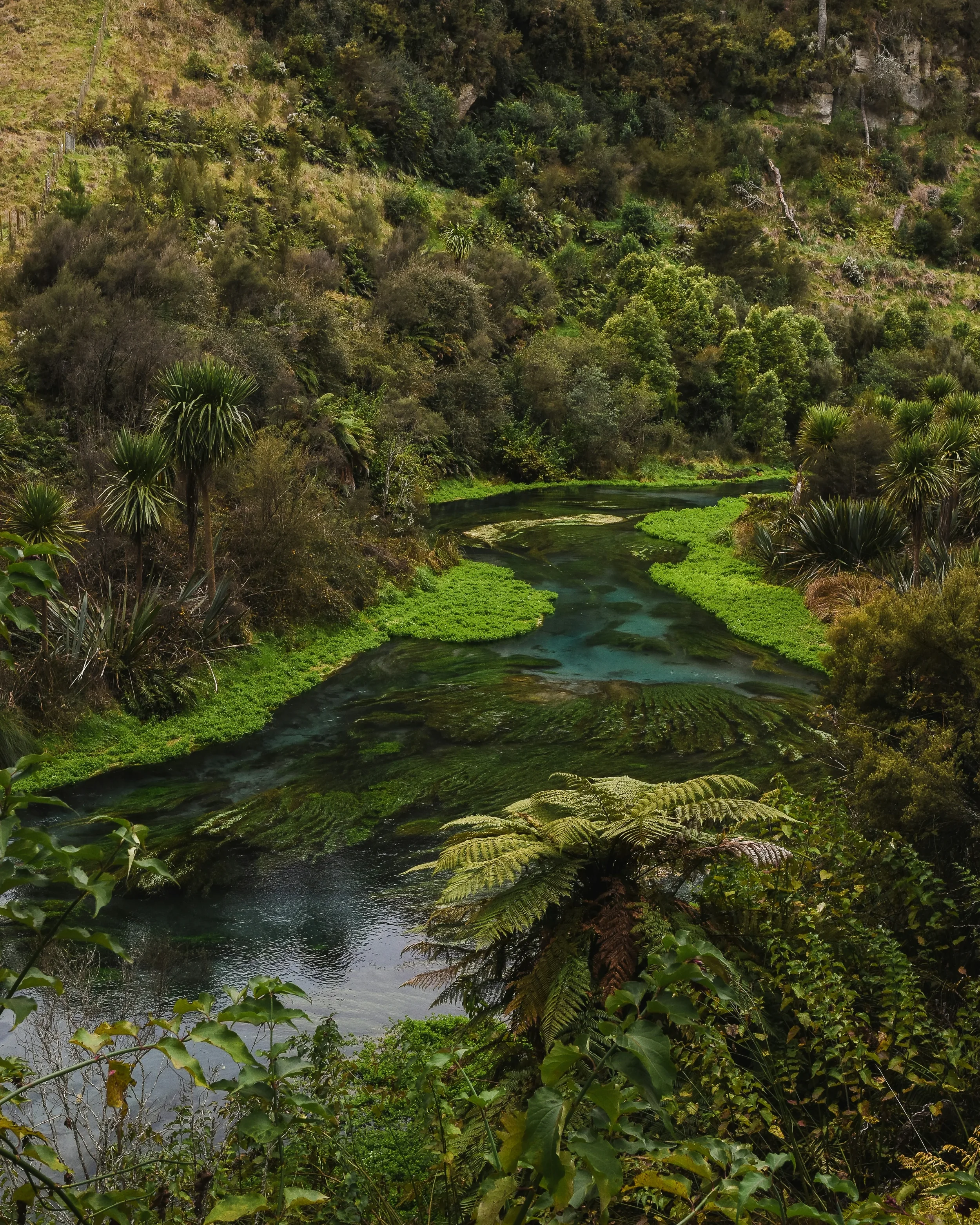 A lush green hillside with dense tropical vegetation around a winding river.