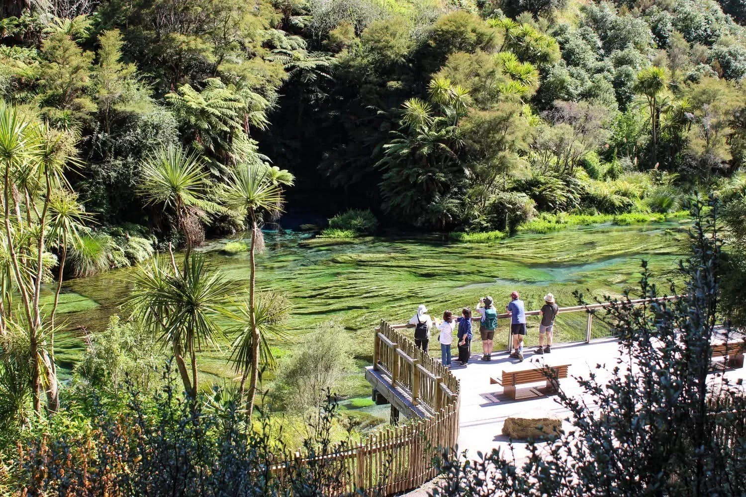A group of people standing on a wooden viewing platform overlooking a green pond surrounded by lush trees and tall plants.