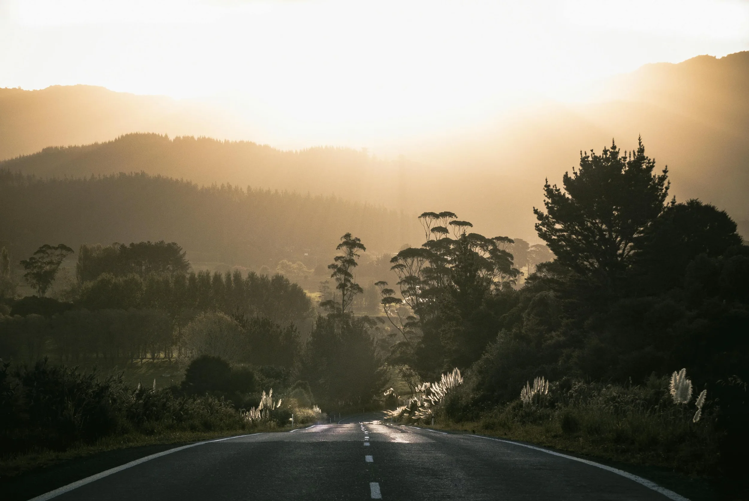 A winding road leading into a forested hillside with tall trees, bathed in warm sunlight, creating a serene landscape.