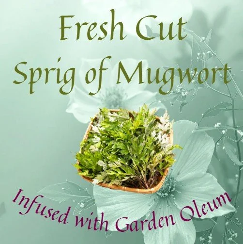 Fresh Cut Sprig of Mugwort - Infused with Garden Oleums
