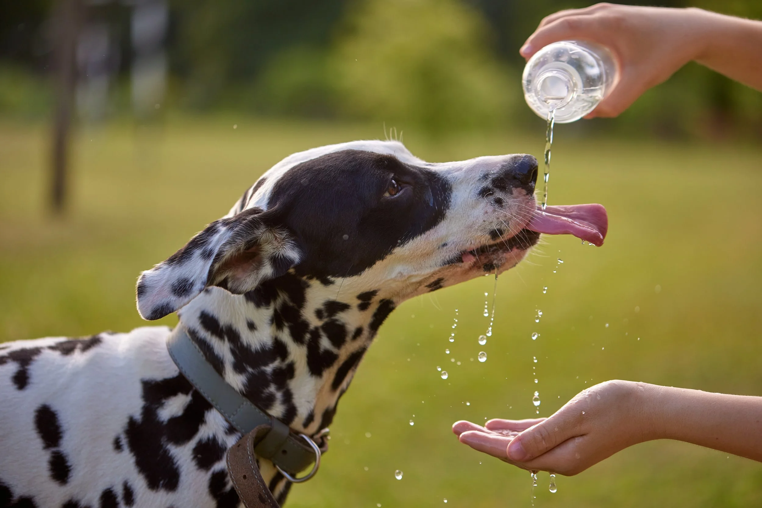 Temperatures are Rising: Recognizing Heatstroke in Dogs