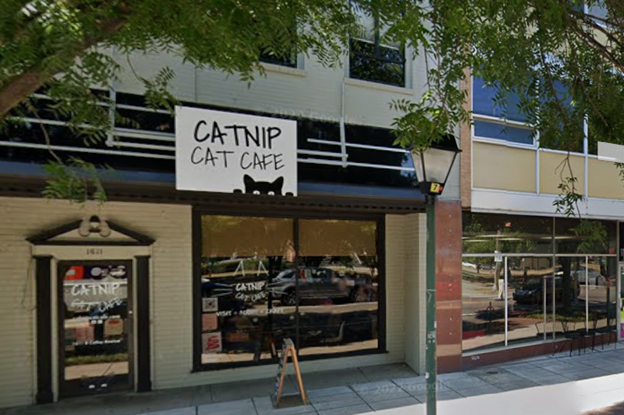 10 Questions with:Catnip Cat Cafe'