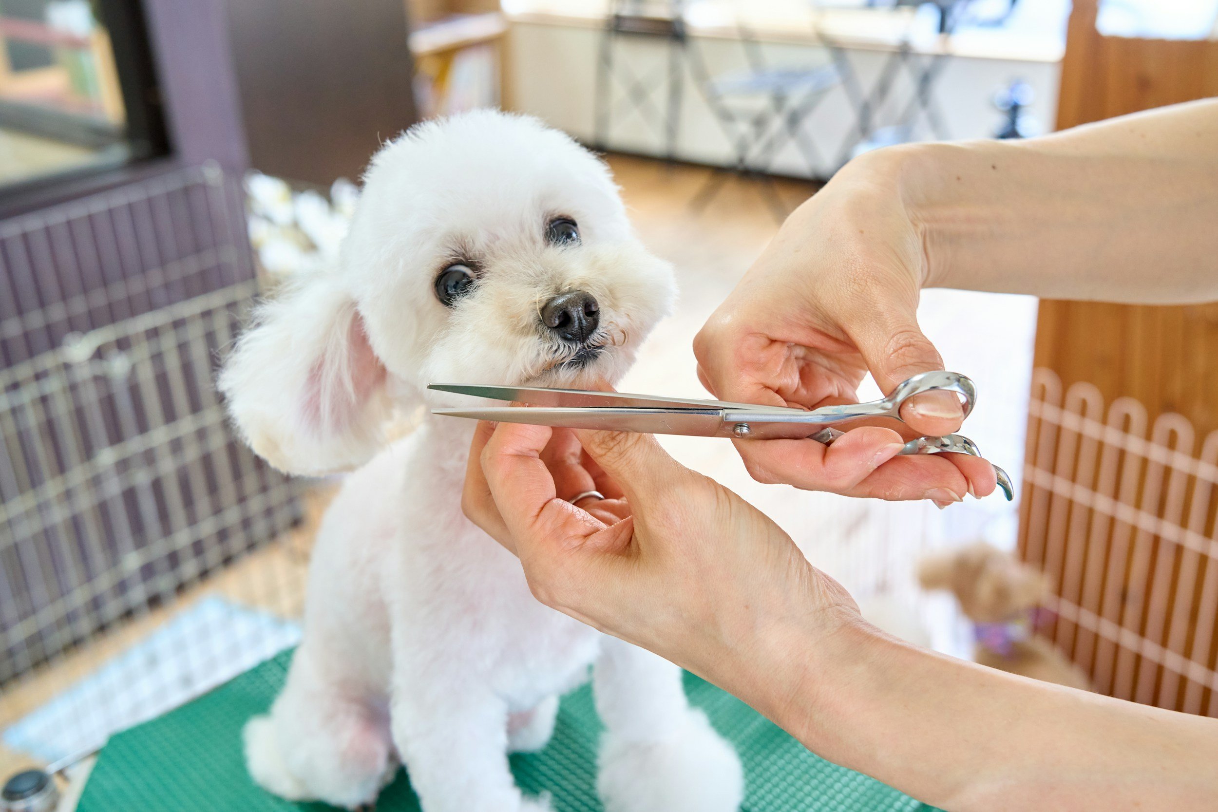 Groomers