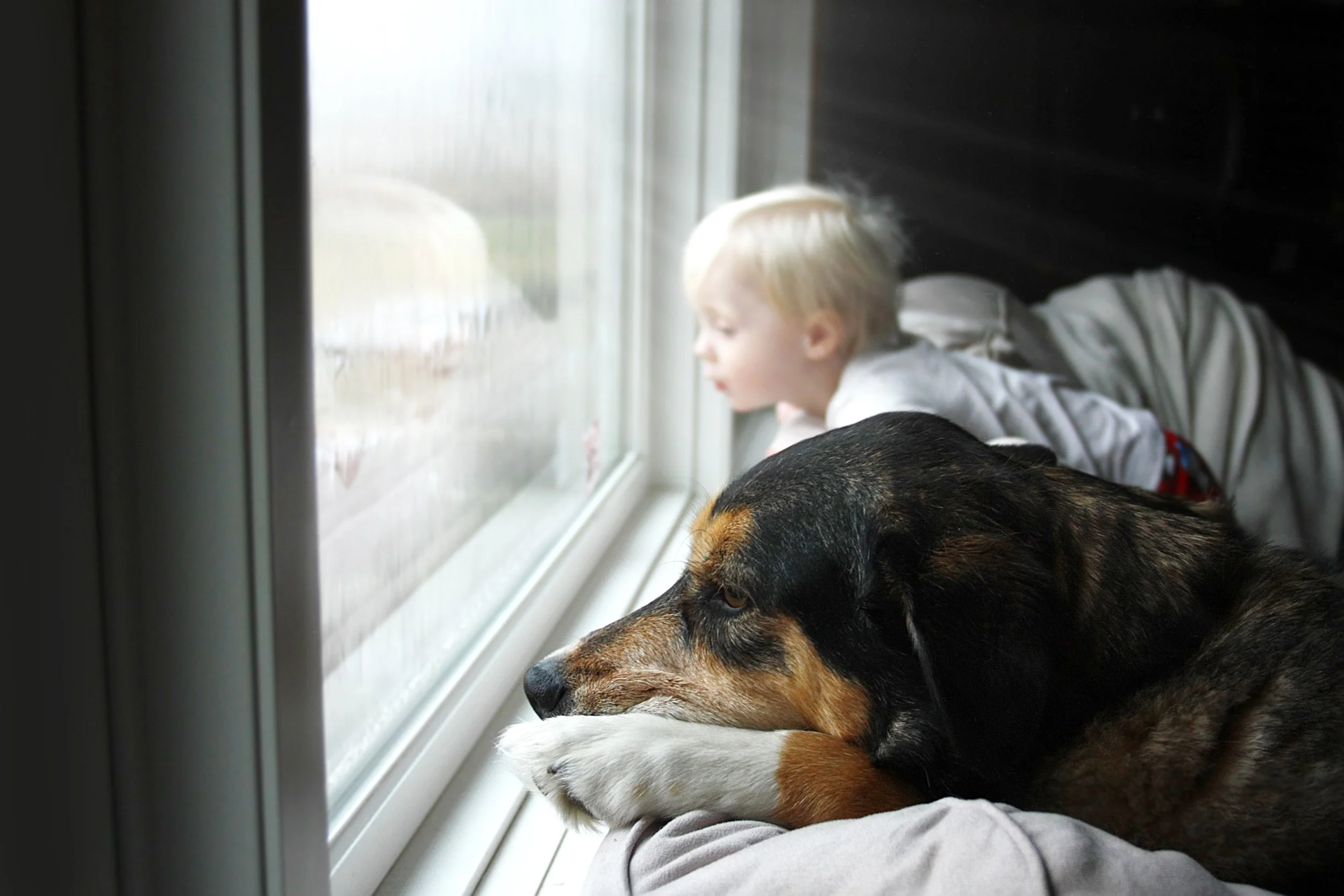Pet Preparedness Month: How to Keep Your Dogs and Cats Safe During Storm Season