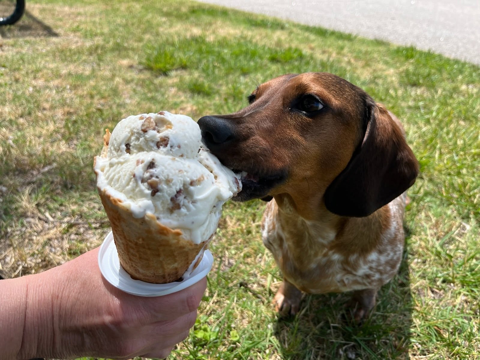 6 Dog-Friendly Ice Cream Spots in Hampton Roads