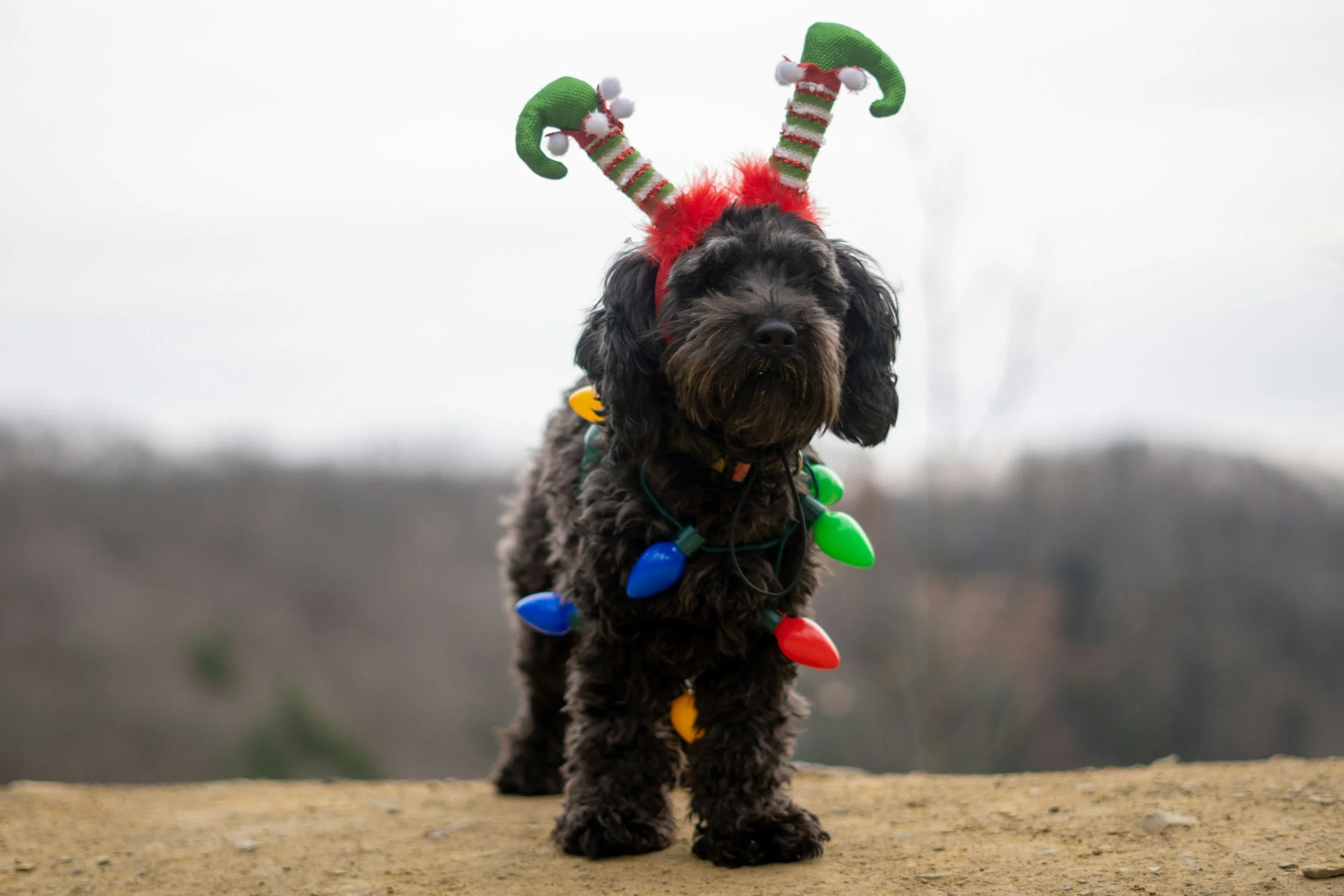Christmas Pawty in July 