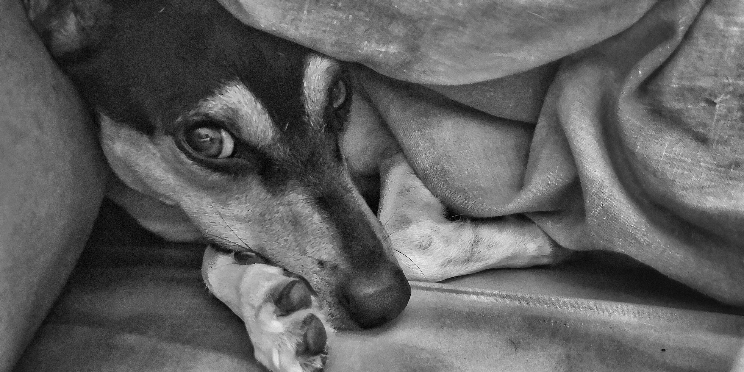 Fireworks and Frightened Pets: How to Help Your Dog Stay Calm This Fourth of July