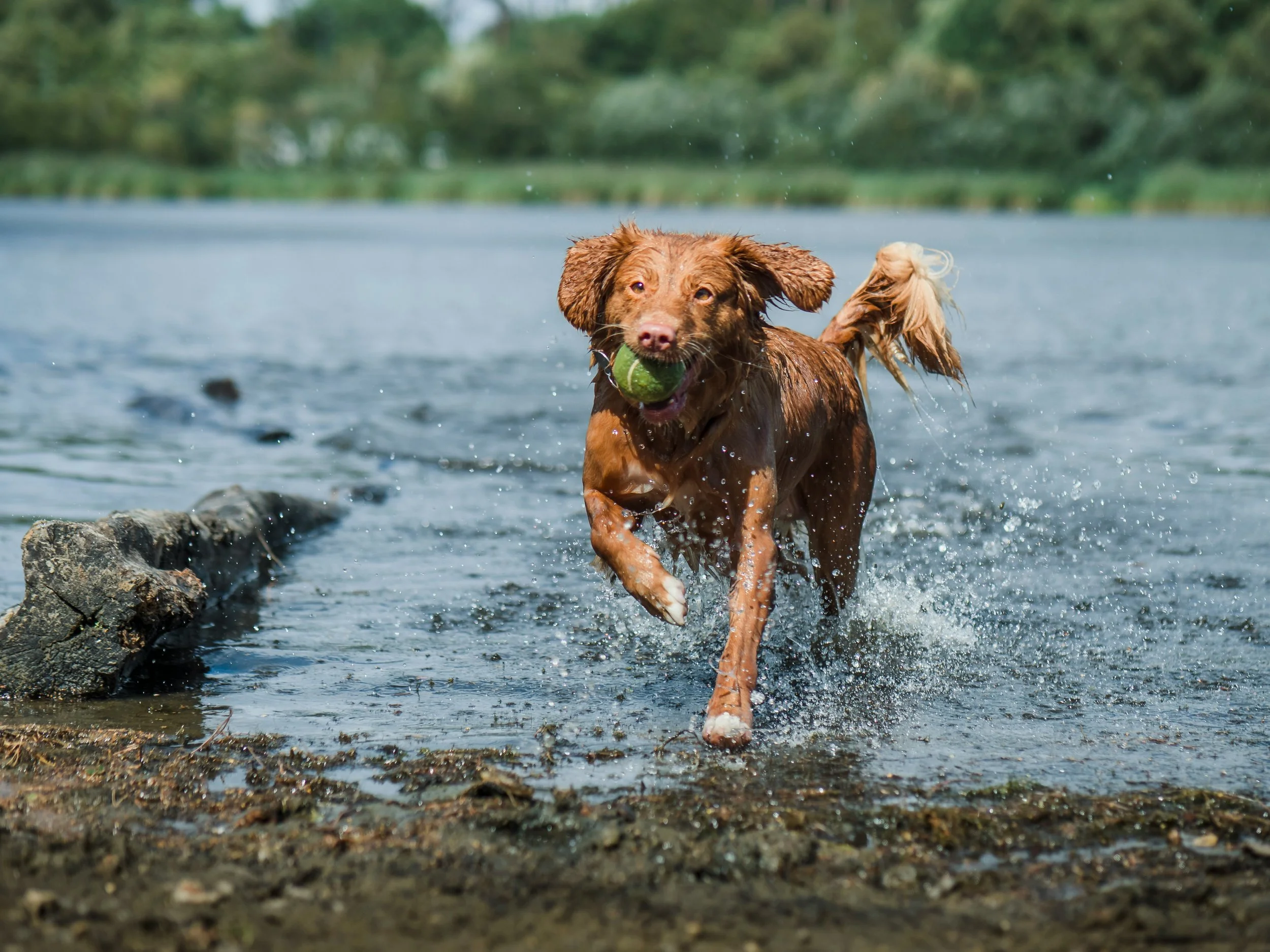 4 Hampton Roads Sniff Spots to Visit This Summer