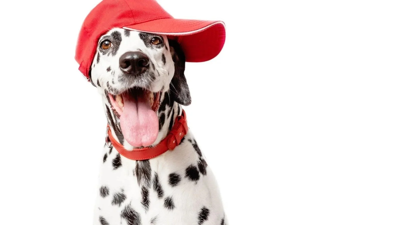 Bark in the Park