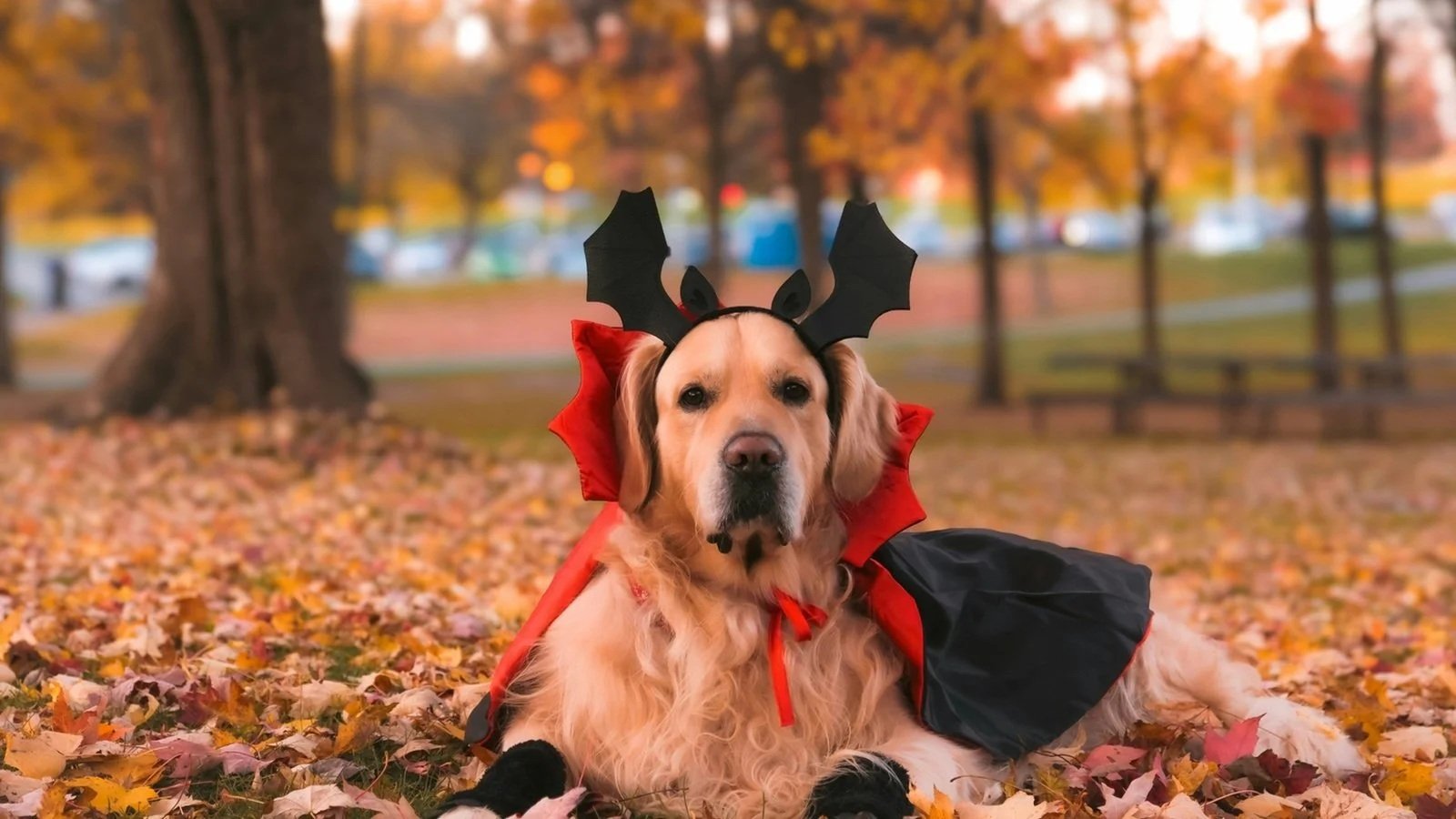 Howl-O-Ween at the Zoo